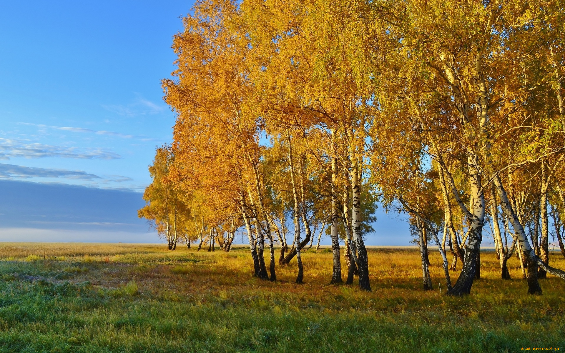 природа, деревья, осень, березы, трава, небо
