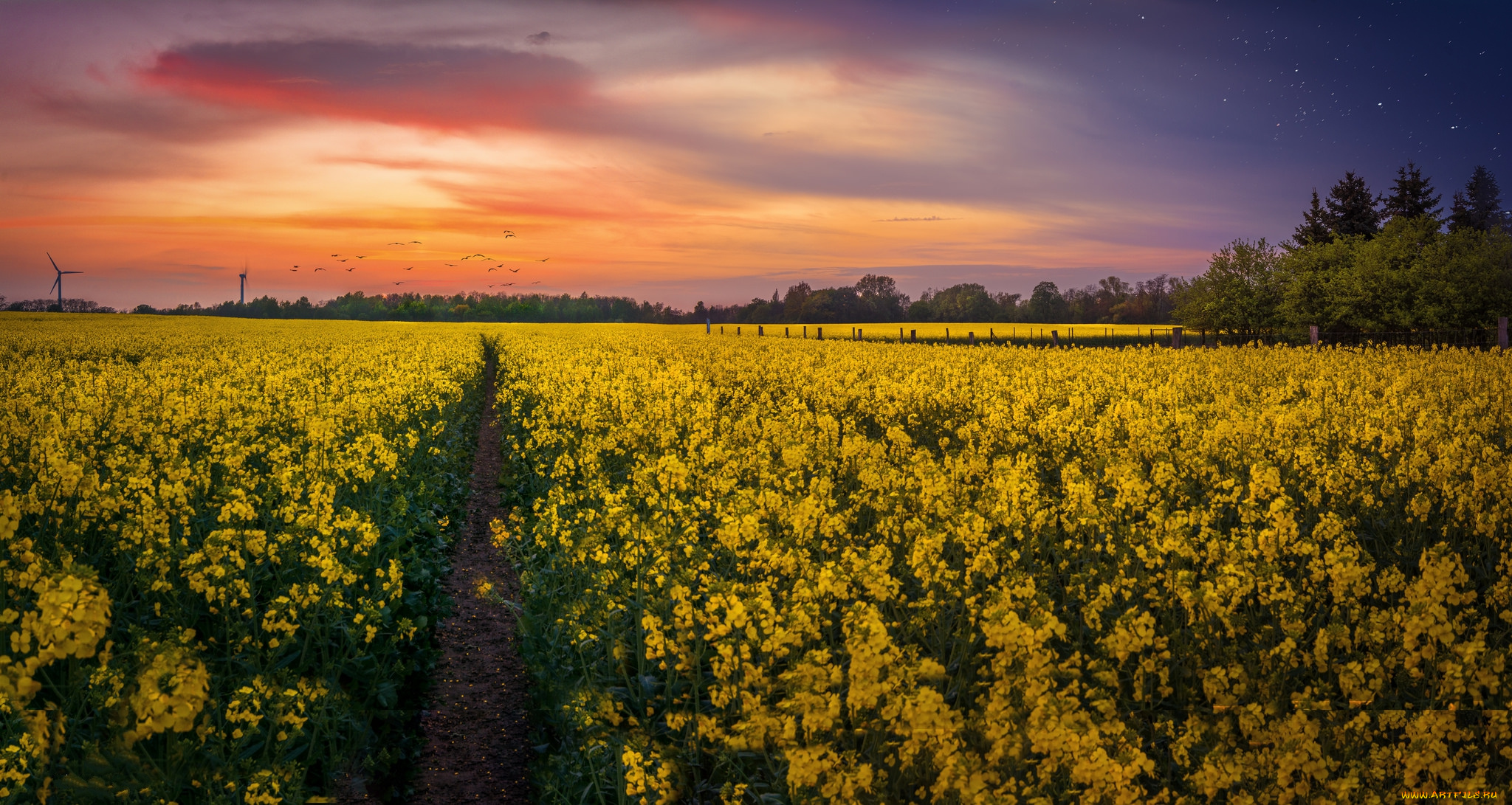 природа, поля, рассвет