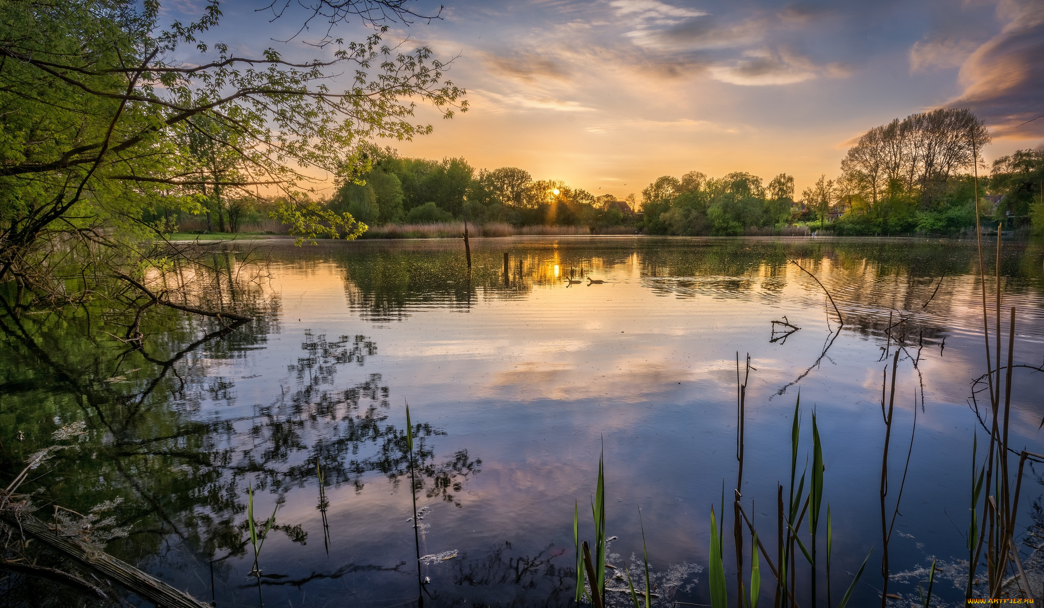 природа, реки, озера, лес, река