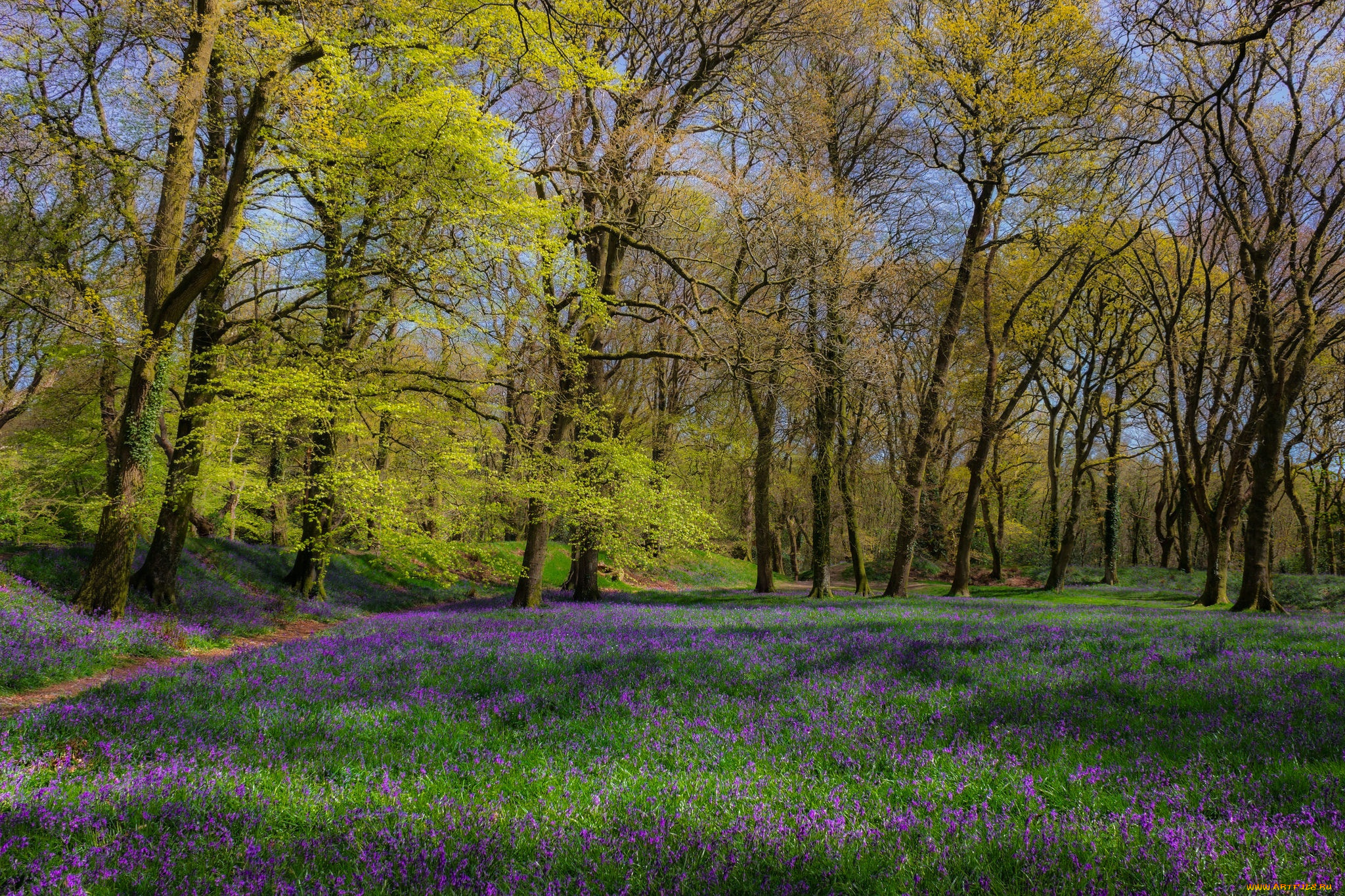природа, лес, поляна, весна, цветы, деревья, трава