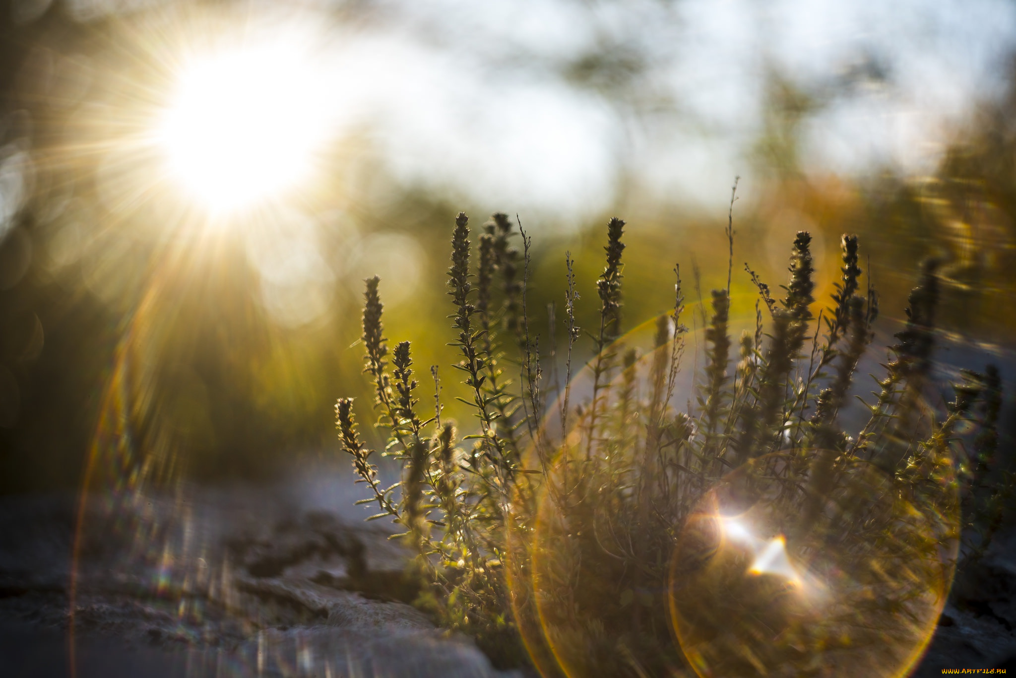 природа, макро, трава, свет