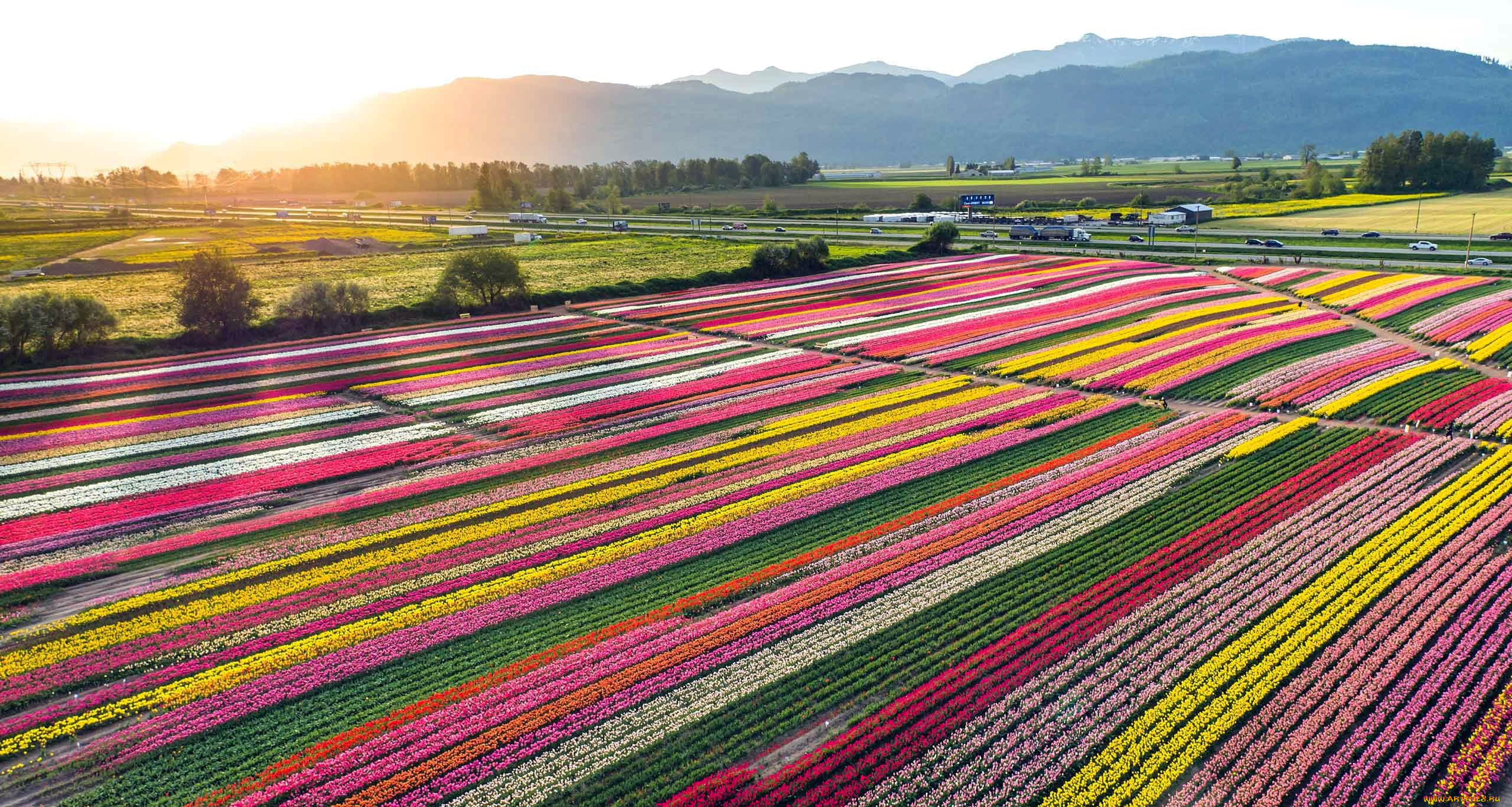 природа, поля, тюльпаны