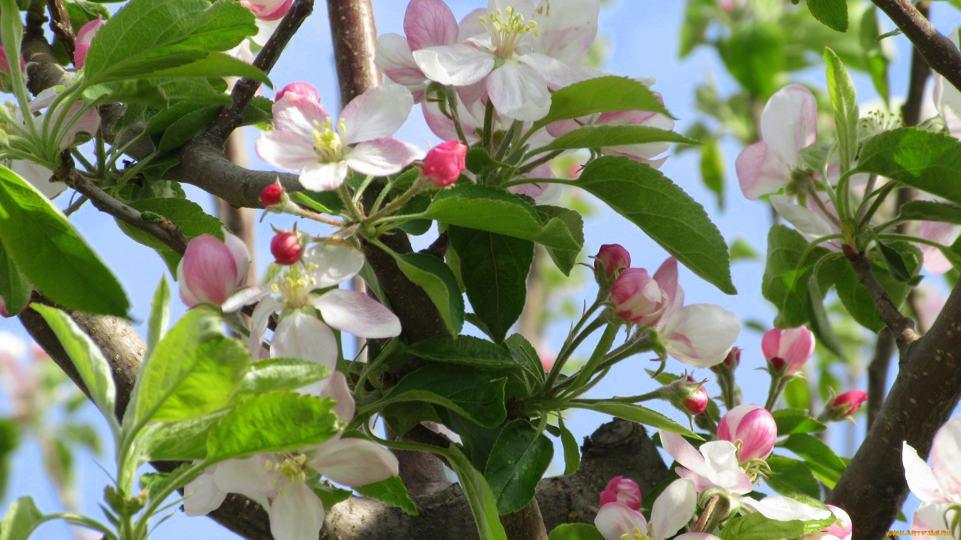 цветы, цветущие, деревья, , , кустарники, весна, 2018