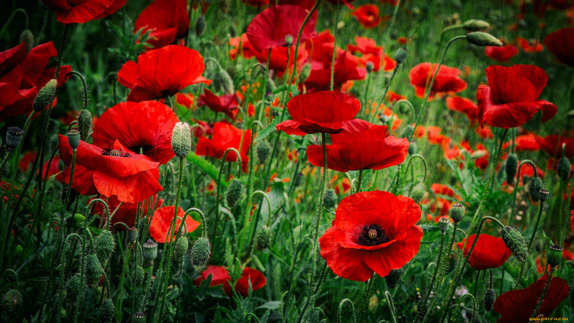 цветы, маки, красный, луг
