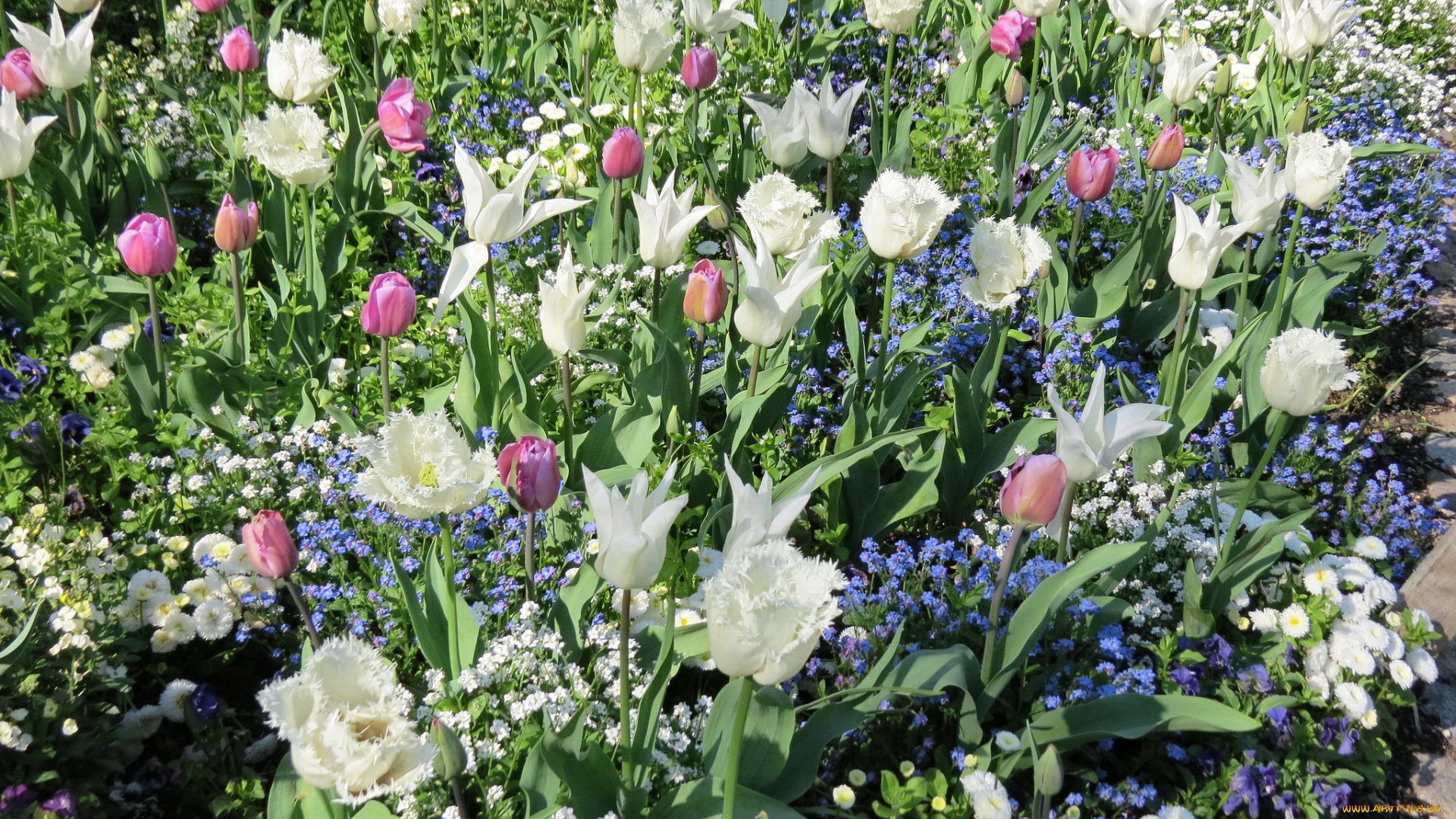 цветы, разные, вместе, тюльпаны