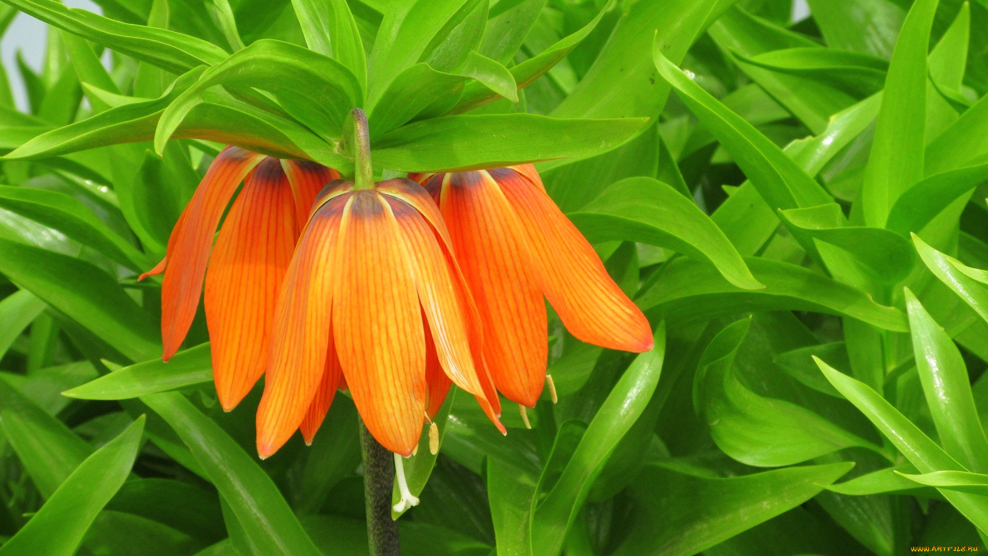 цветы, рябчики, весна, 2018