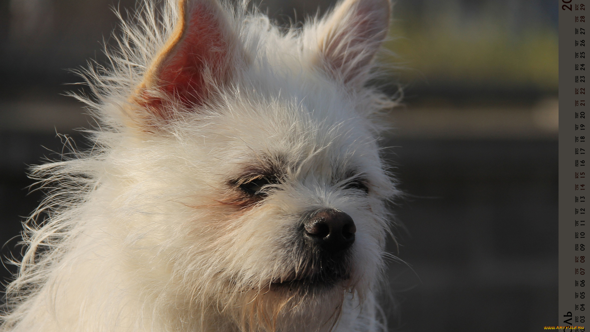 календари, животные, морда, собака, взгляд