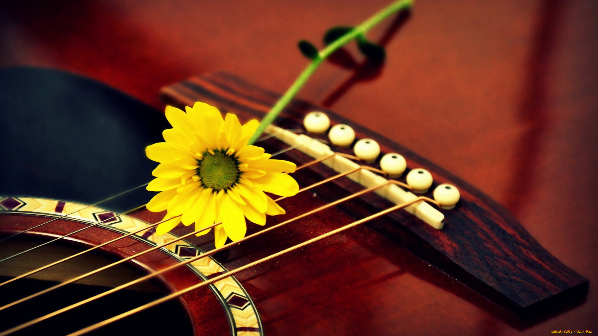 музыка, -музыкальные, инструменты, цветок, гитара