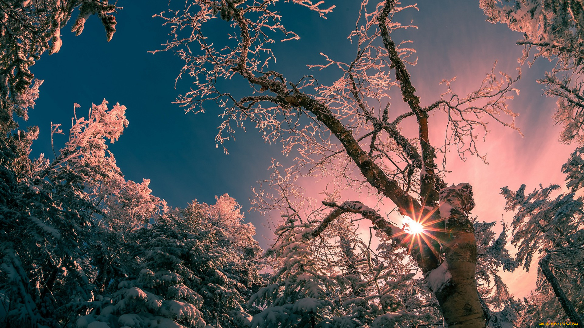 природа, деревья, простор