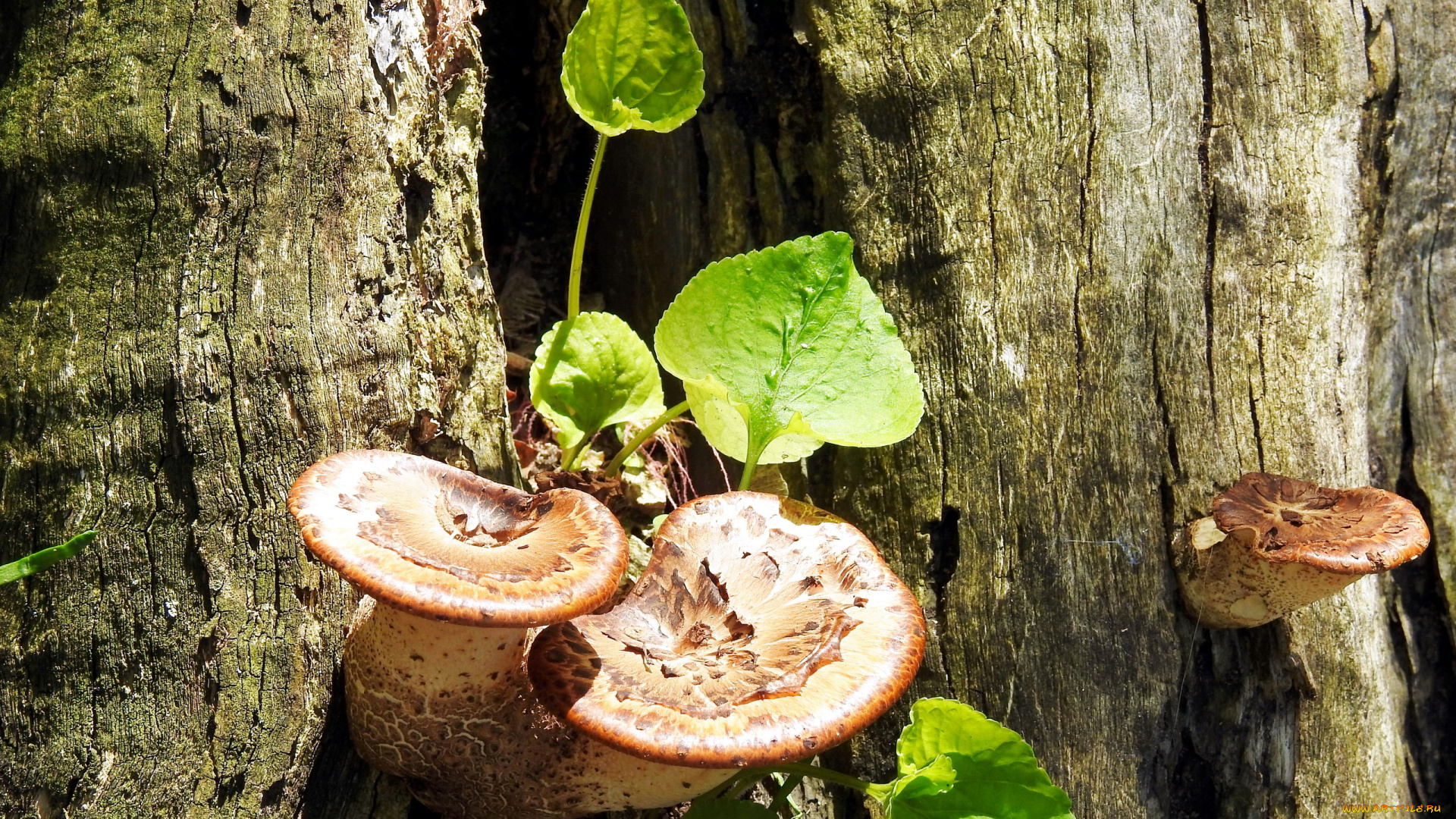 природа, грибы, листья, стволы