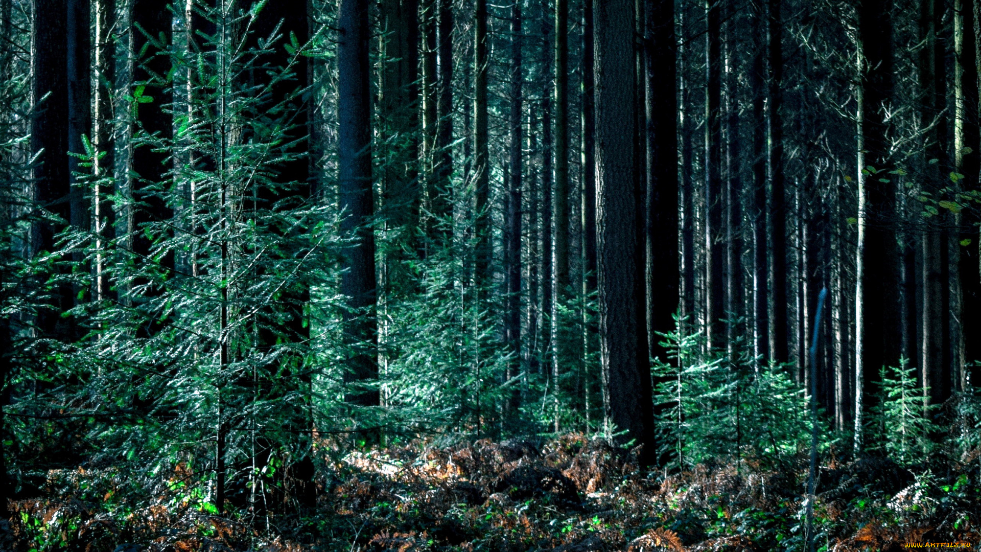 природа, лес, сосны