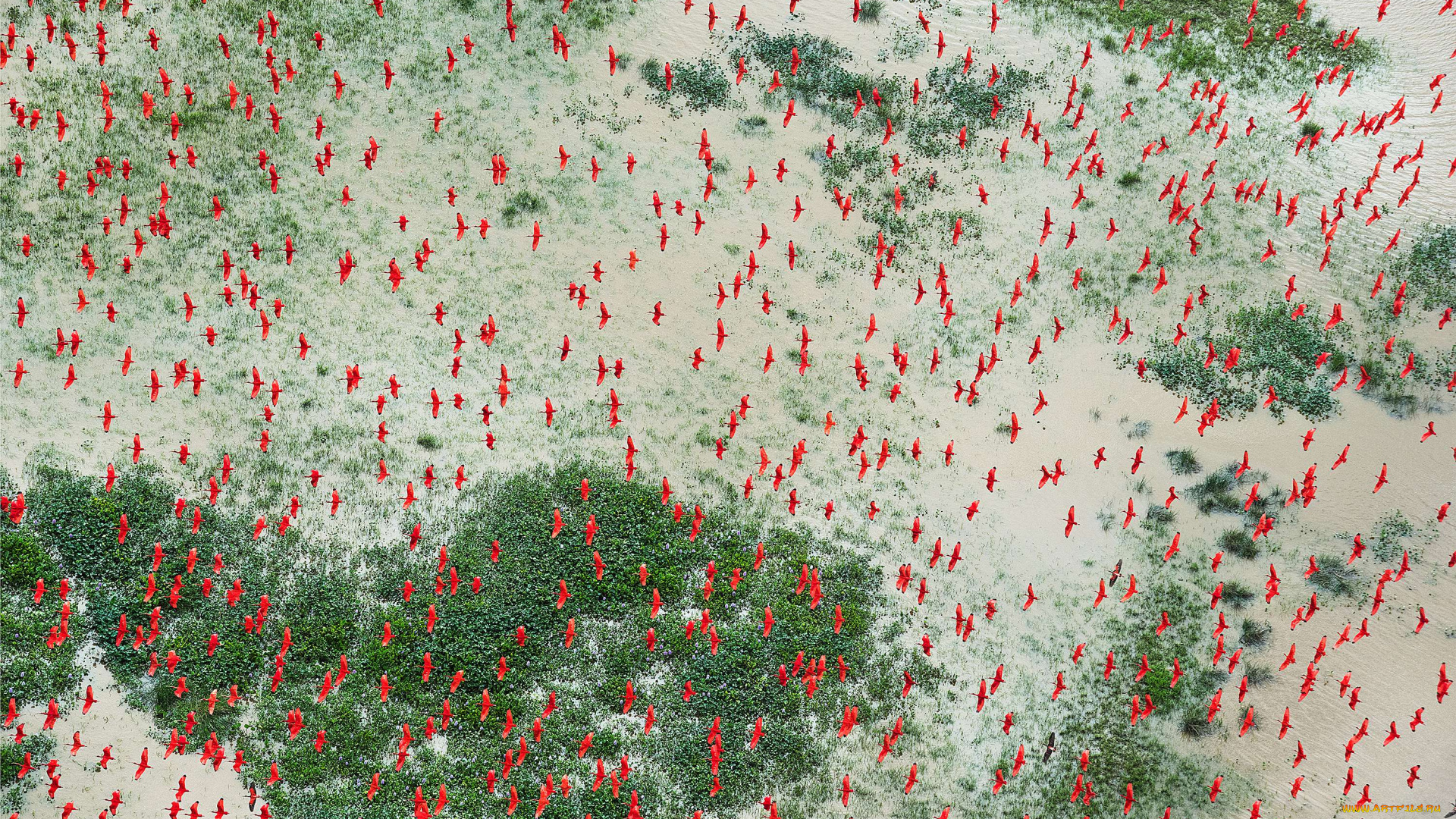 с, высоты, птичьего, полета, животные, птицы, wallhaven, бухта, бразилия, с, высоты, птичьего, полета