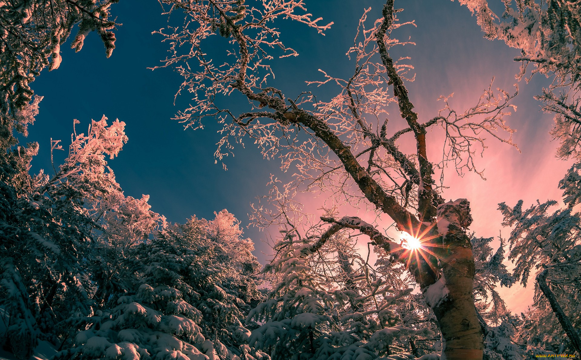 природа, деревья, простор