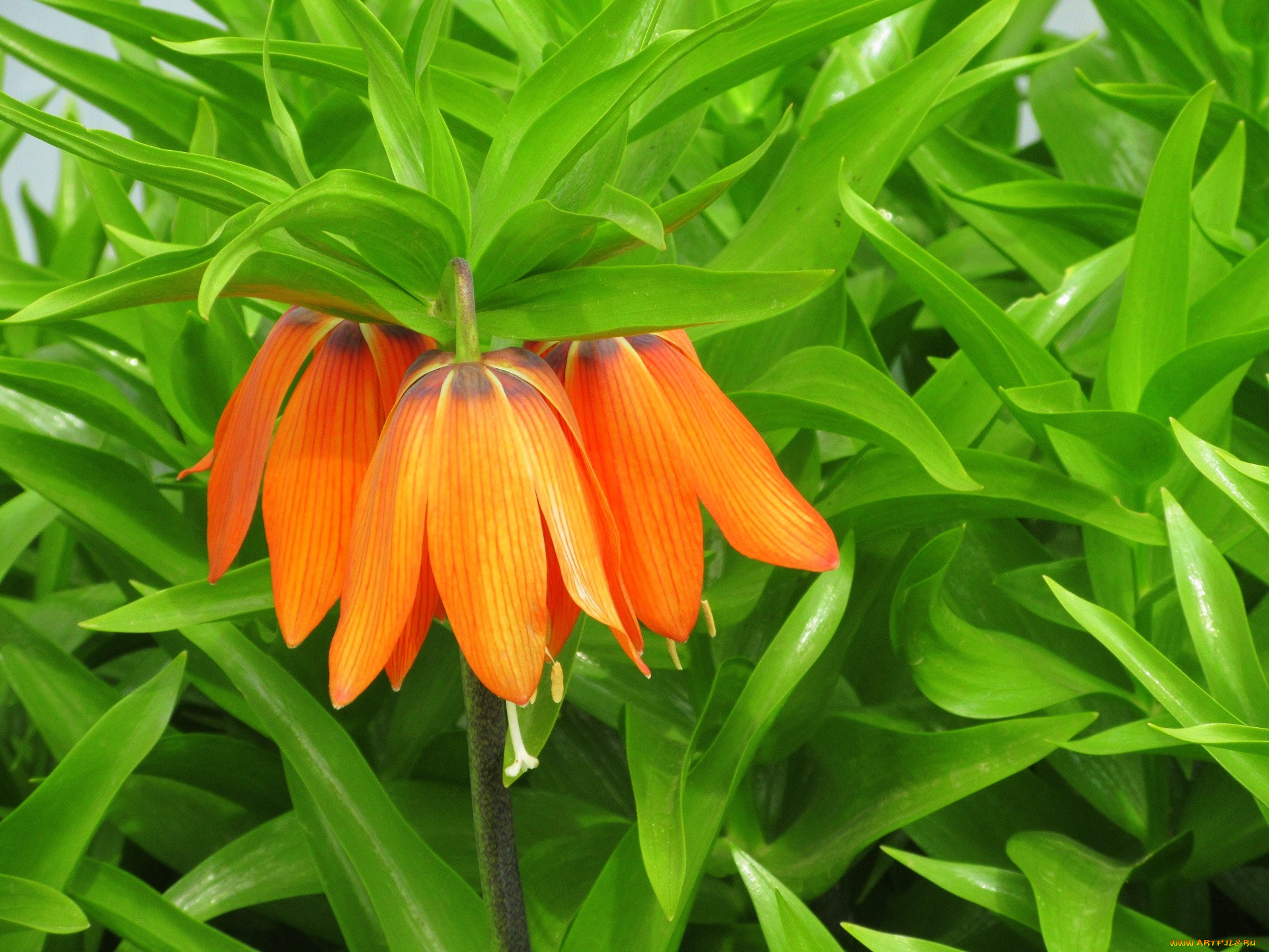 цветы, рябчики, весна, 2018