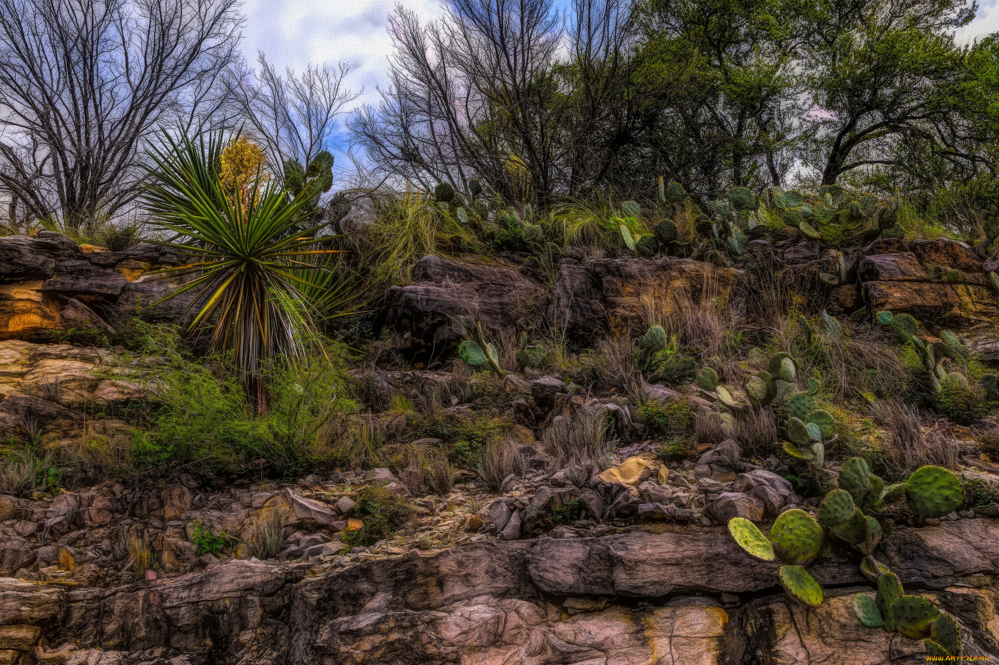 природа, деревья, простор