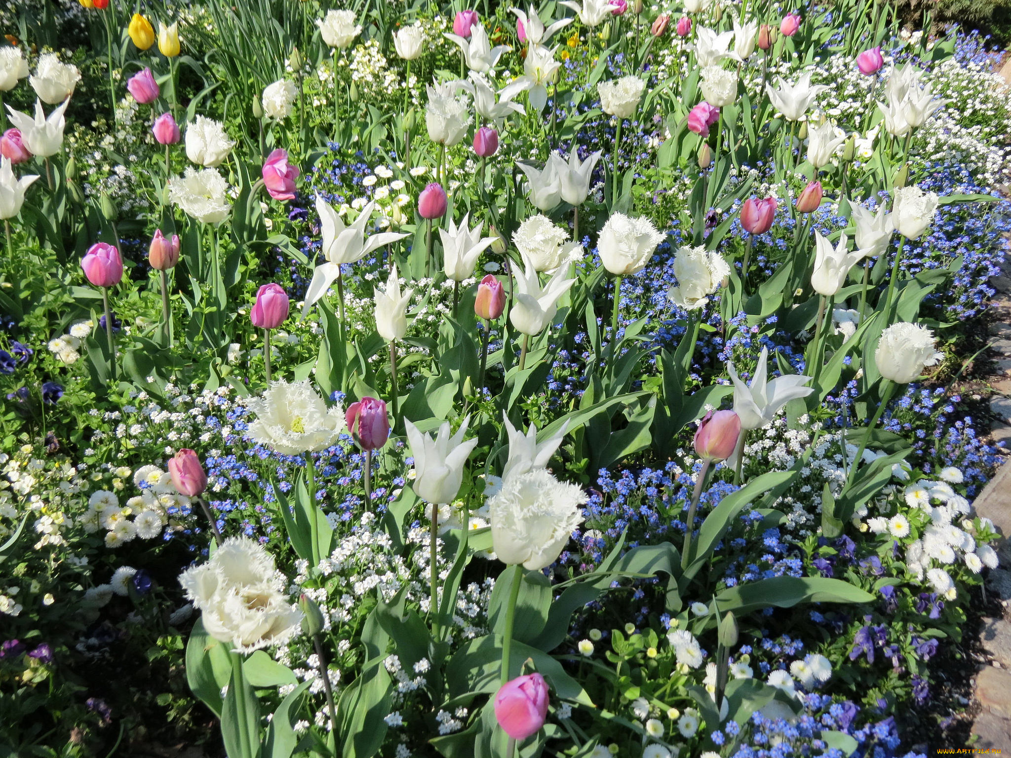 цветы, разные, вместе, тюльпаны