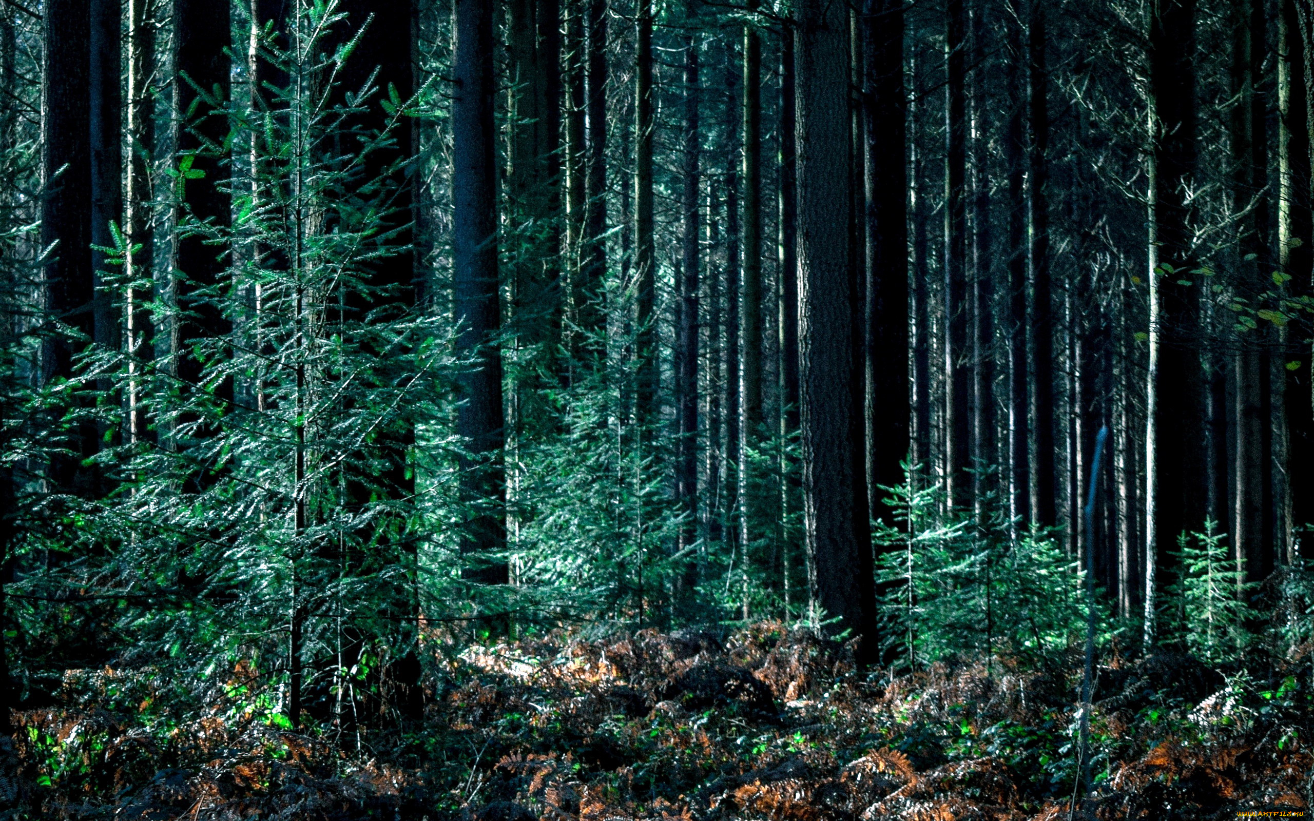 природа, лес, сосны