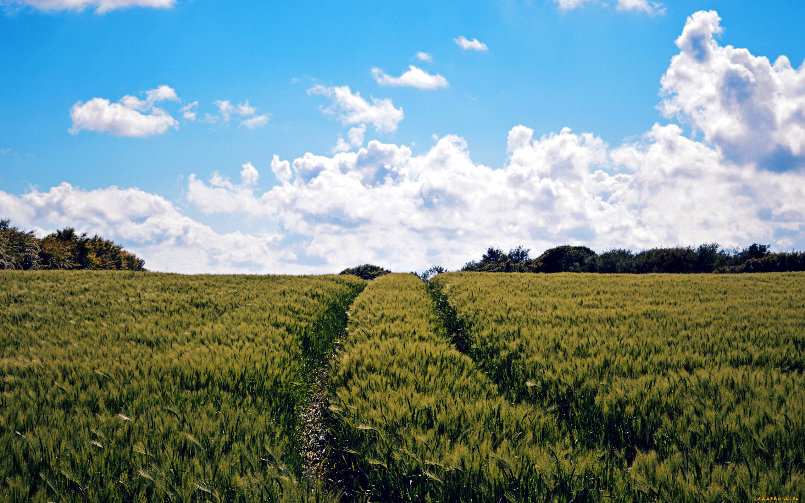 природа, поля, лето