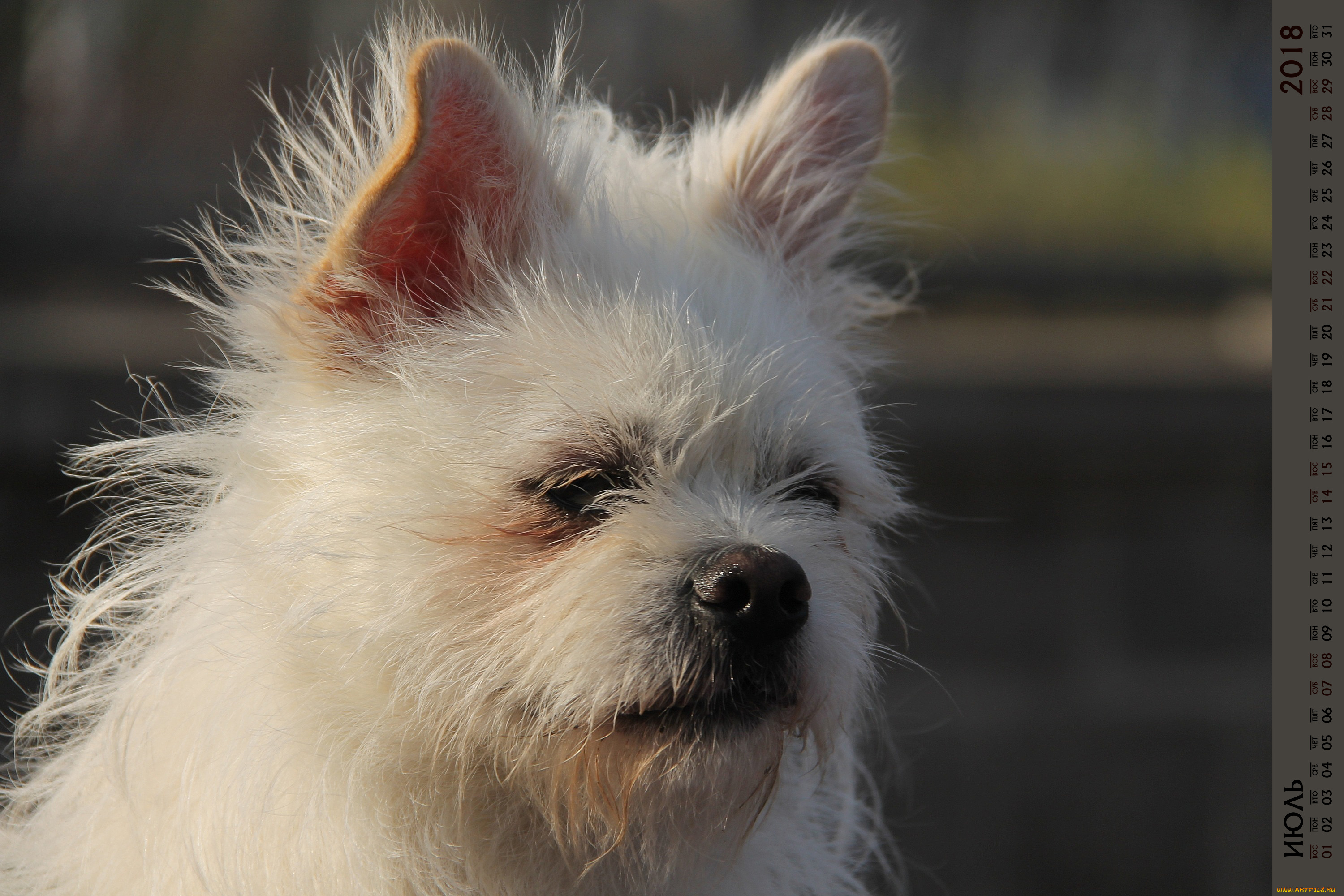 календари, животные, морда, собака, взгляд