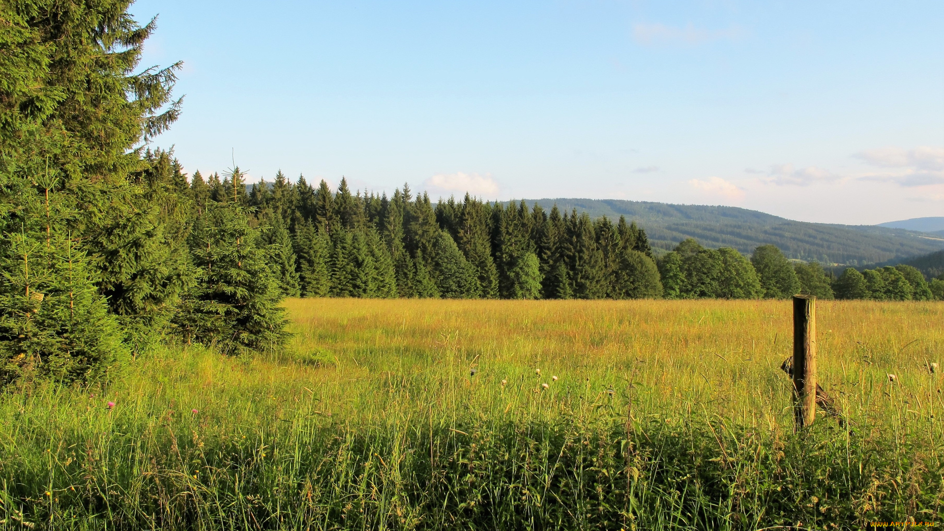 природа, луга, лес, луг, трава, деревья