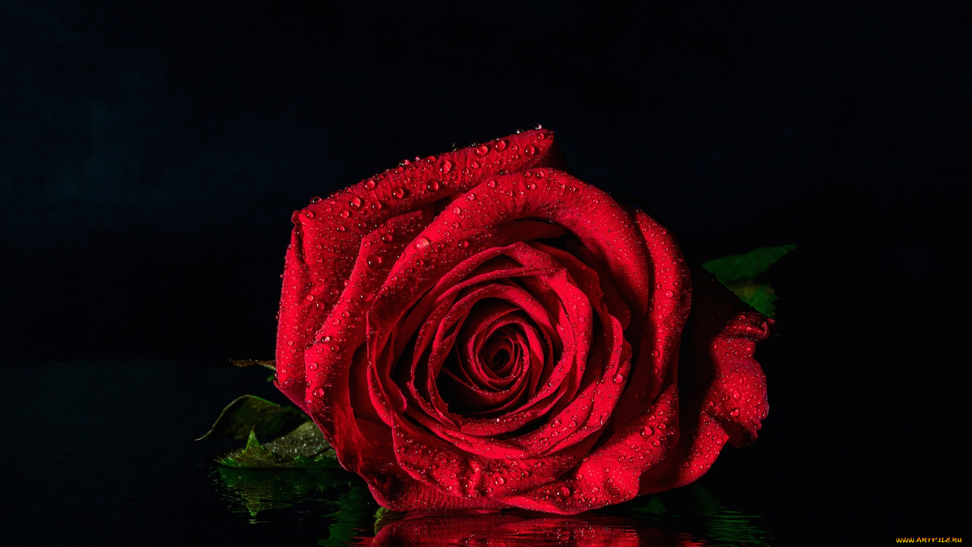 цветы, розы, красная, роза, отражение, капли