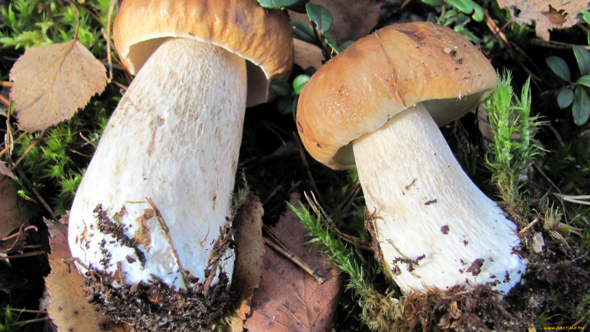 еда, грибы, , грибные, блюда, лесные, боровики, дуэт