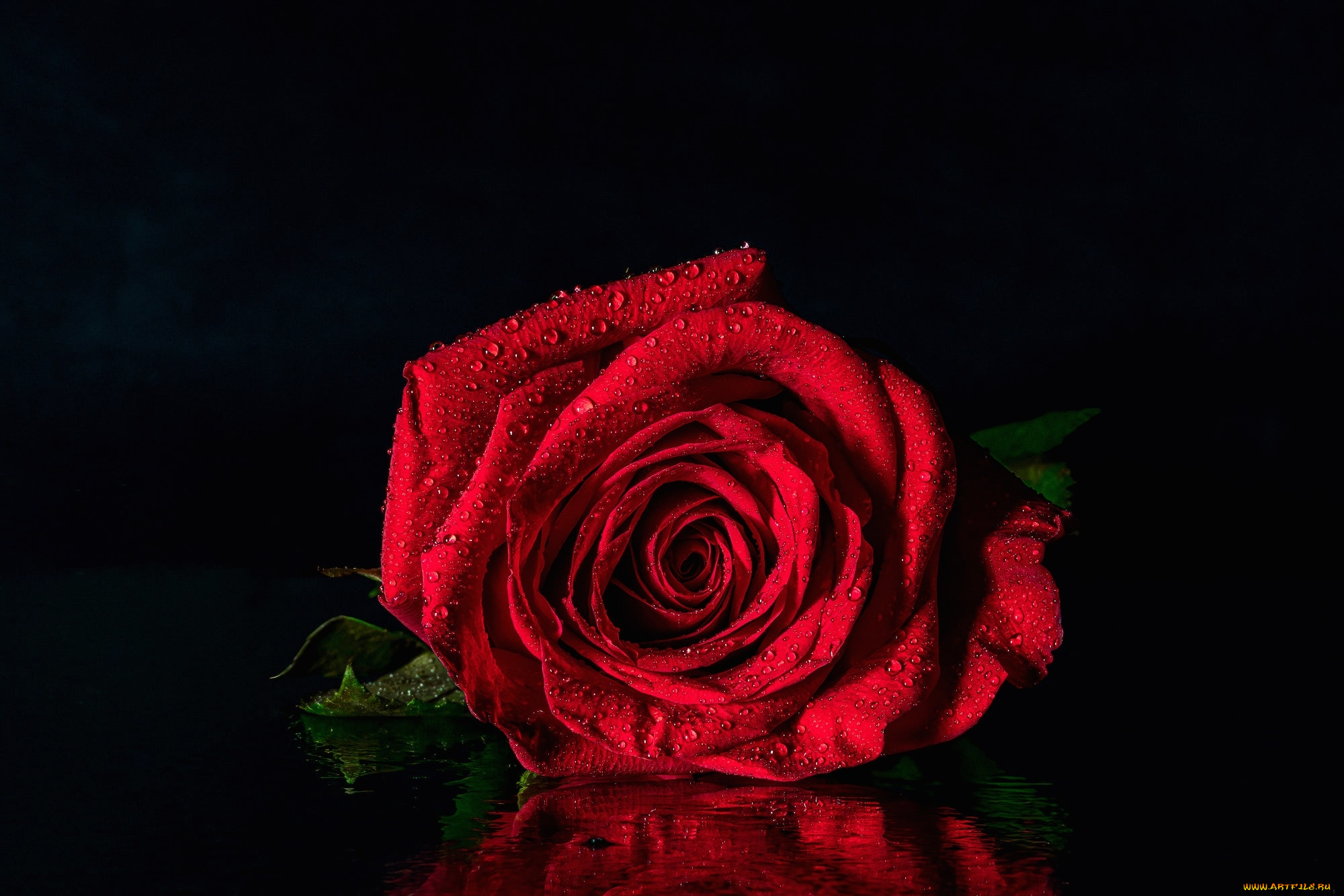 цветы, розы, красная, роза, отражение, капли