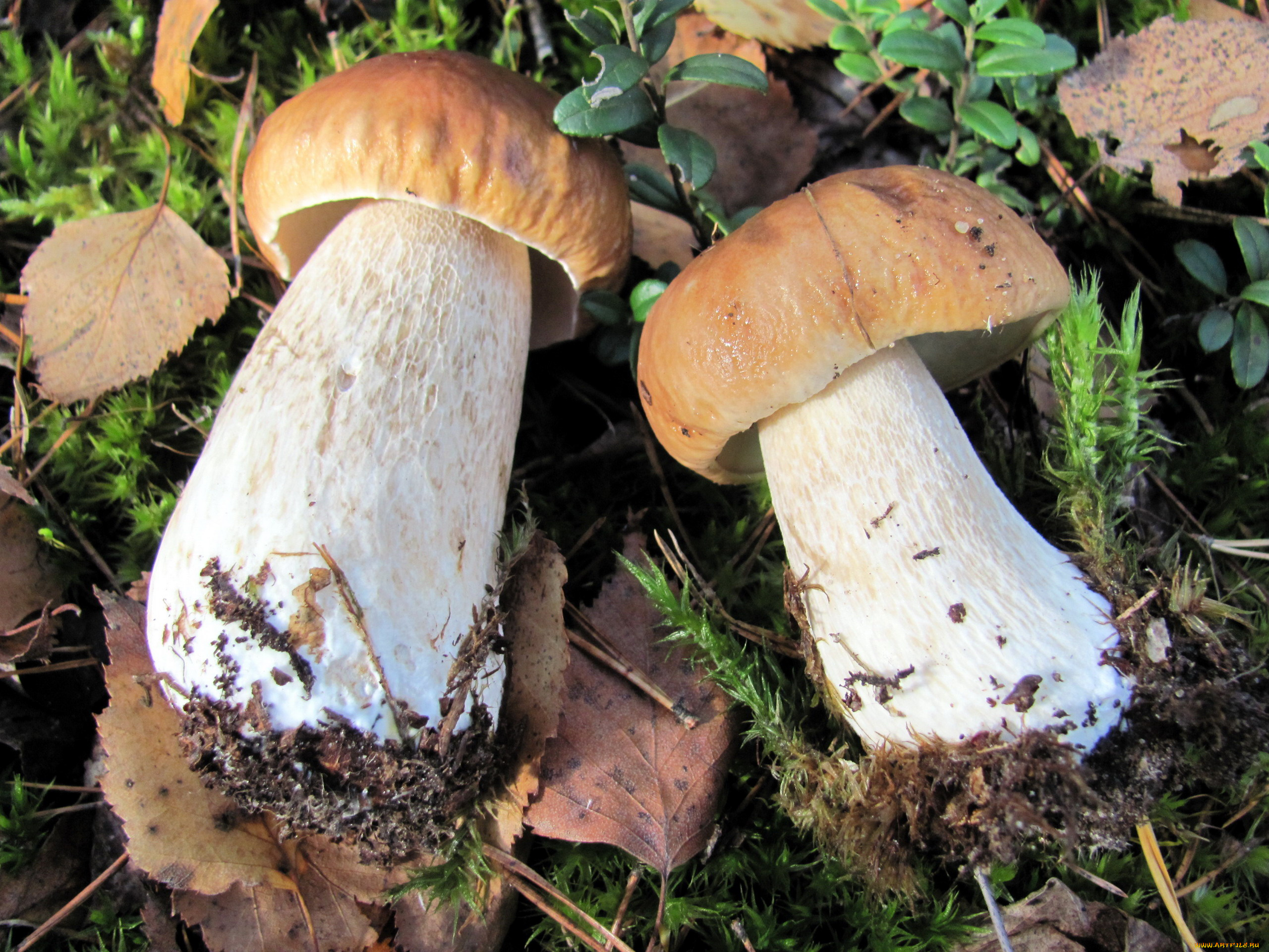 еда, грибы, , грибные, блюда, лесные, боровики, дуэт