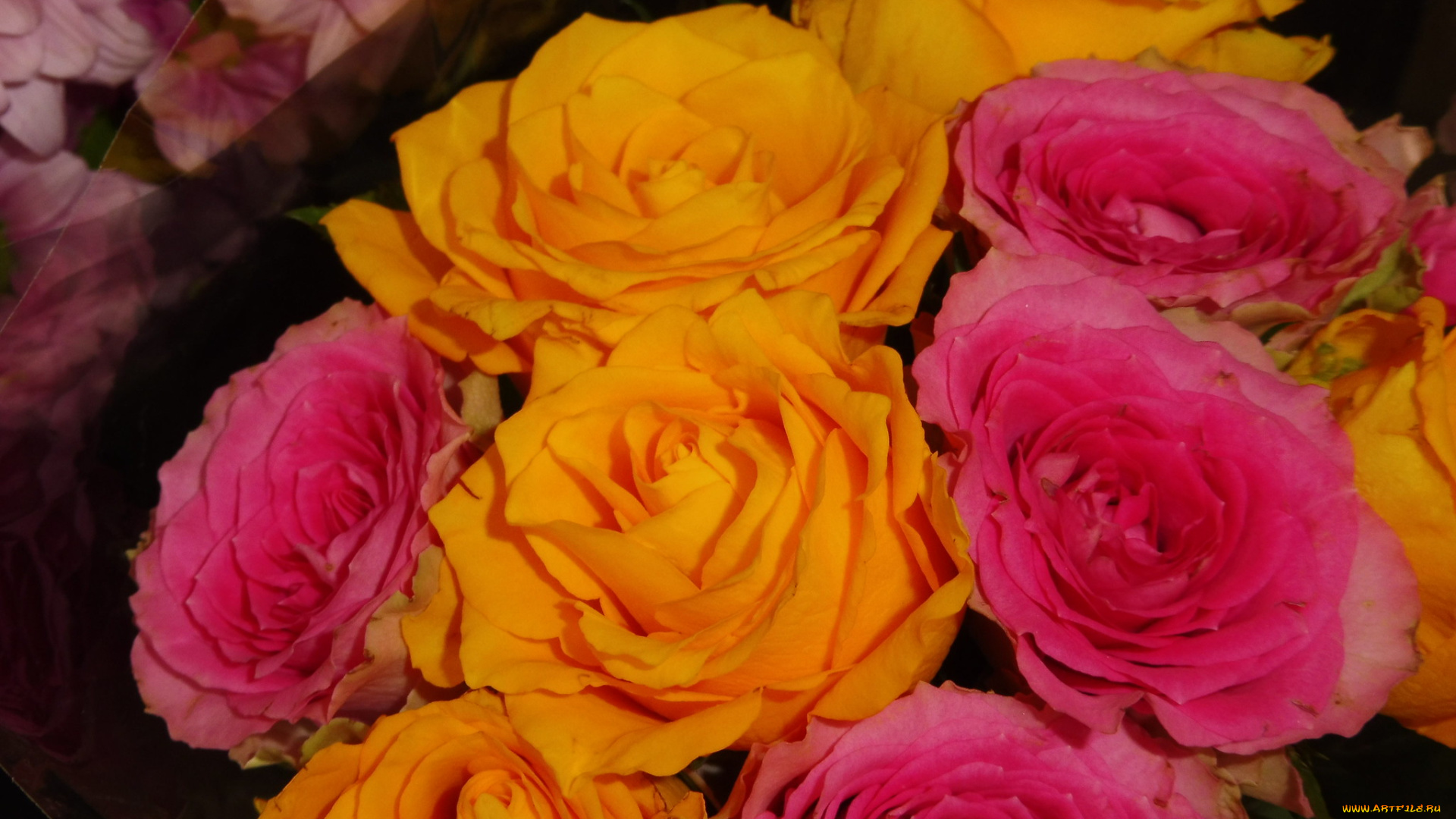 цветы, розы, букет