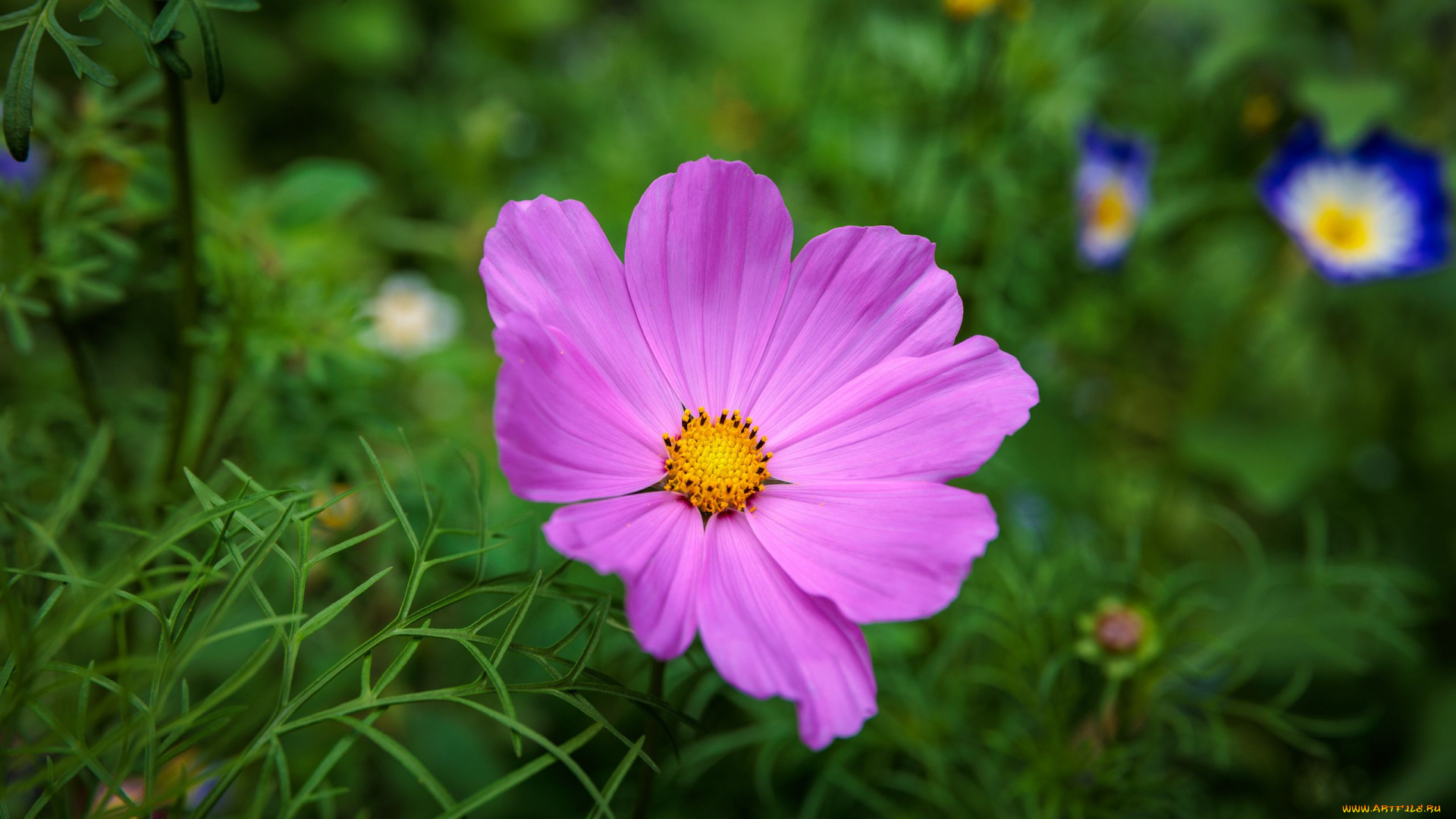 цветы, космея, розовая, макро