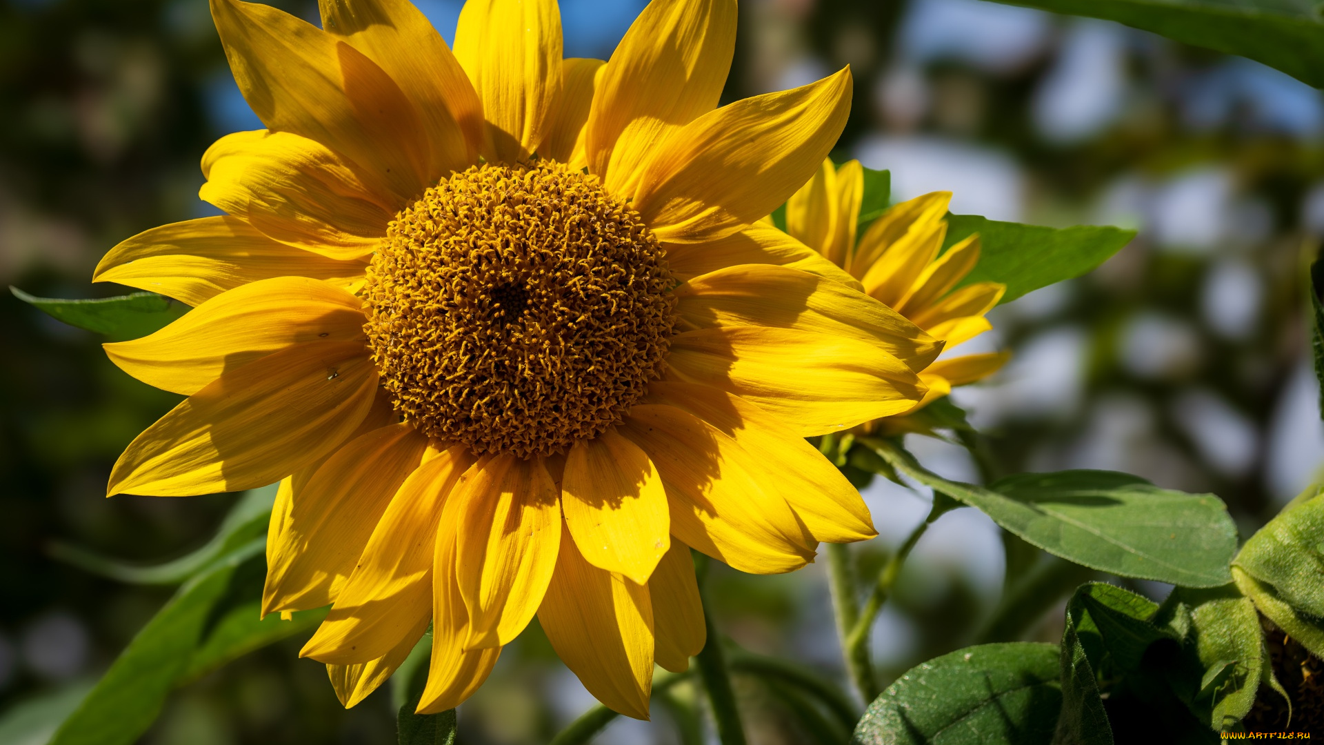 цветы, подсолнухи, желтый, подсолнух, макро