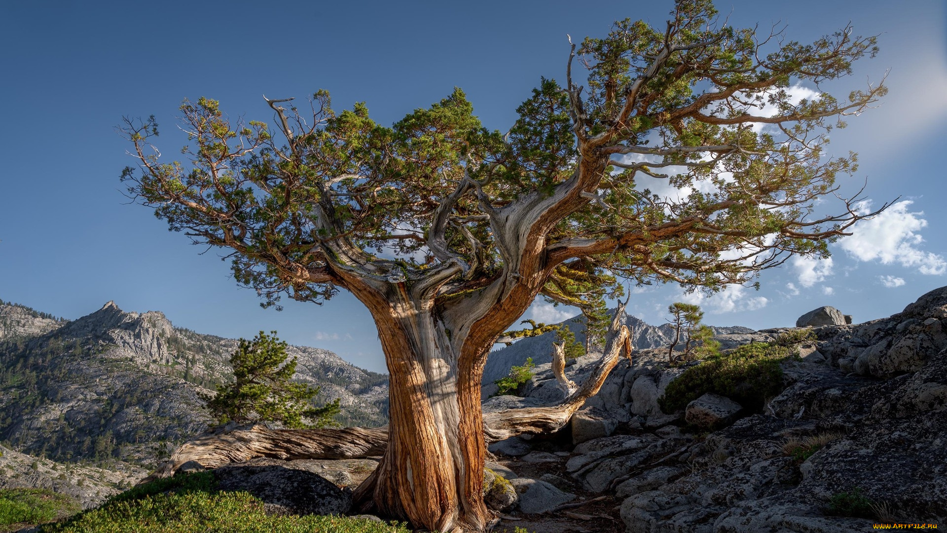 природа, деревья, горы, камни, дерево, старое