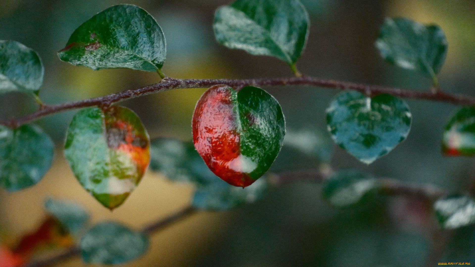 природа, листья, ветка, мокрые