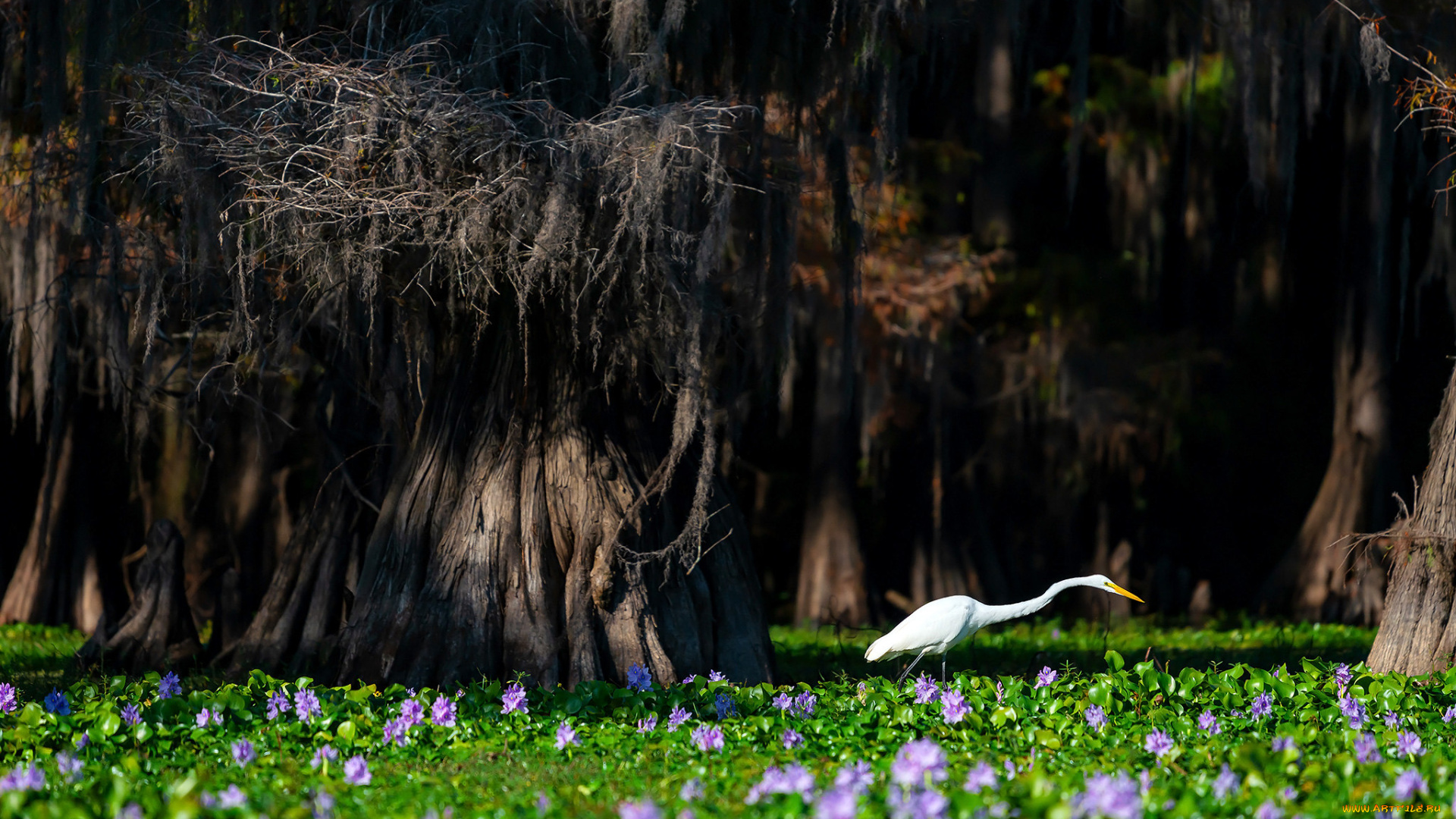 животные, цапли, , выпи, птица