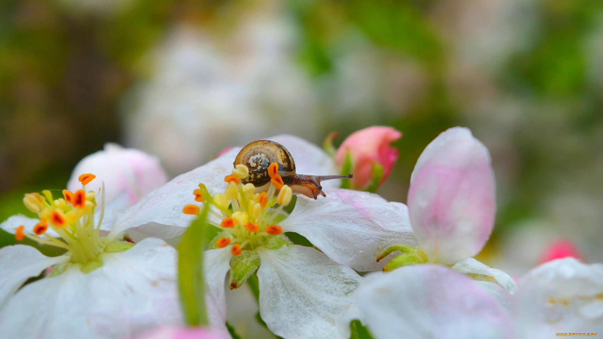 животные, улитки, улитка