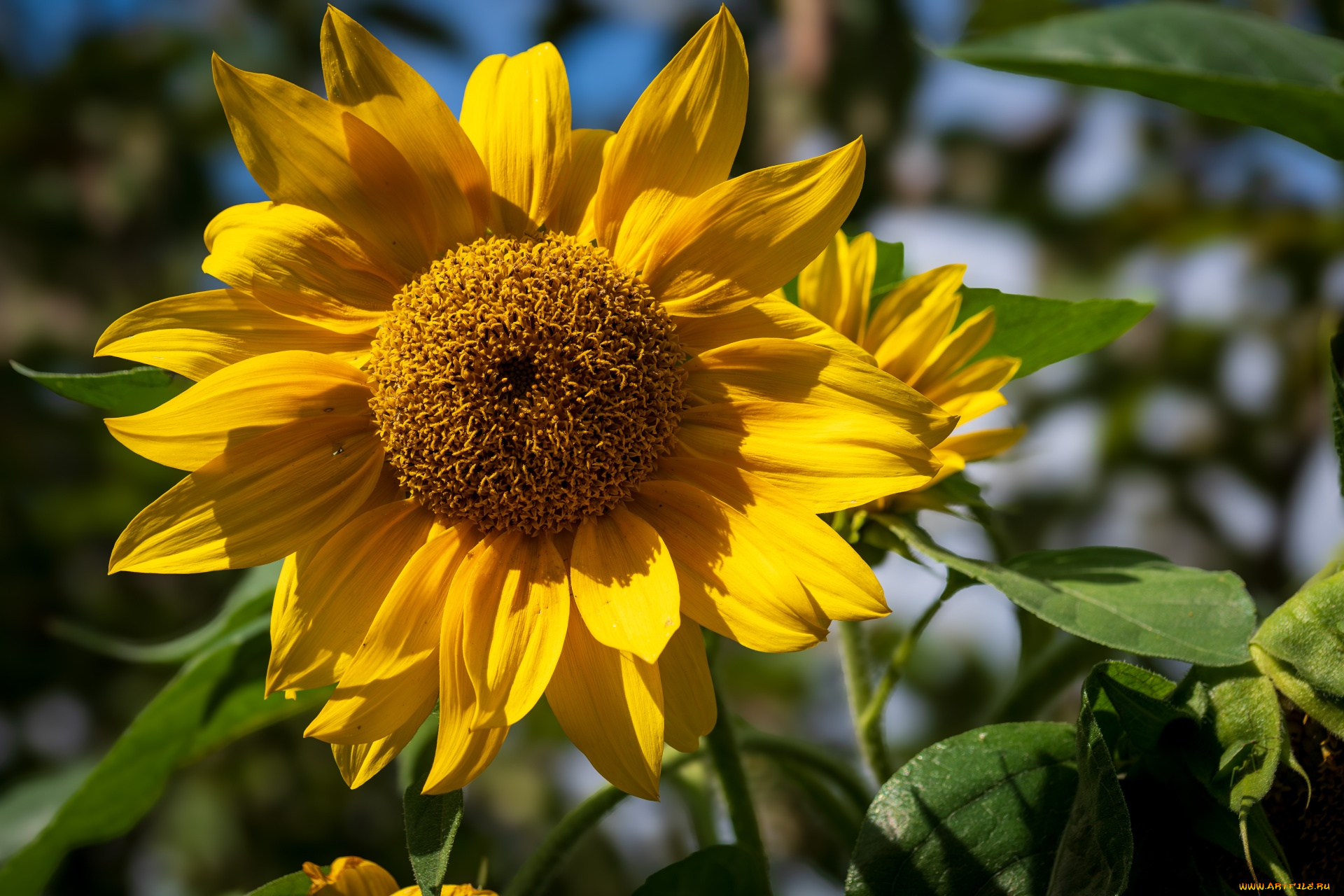 цветы, подсолнухи, желтый, подсолнух, макро