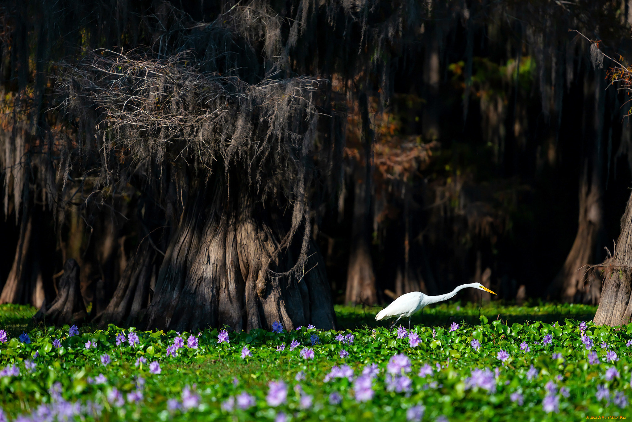животные, цапли, , выпи, птица
