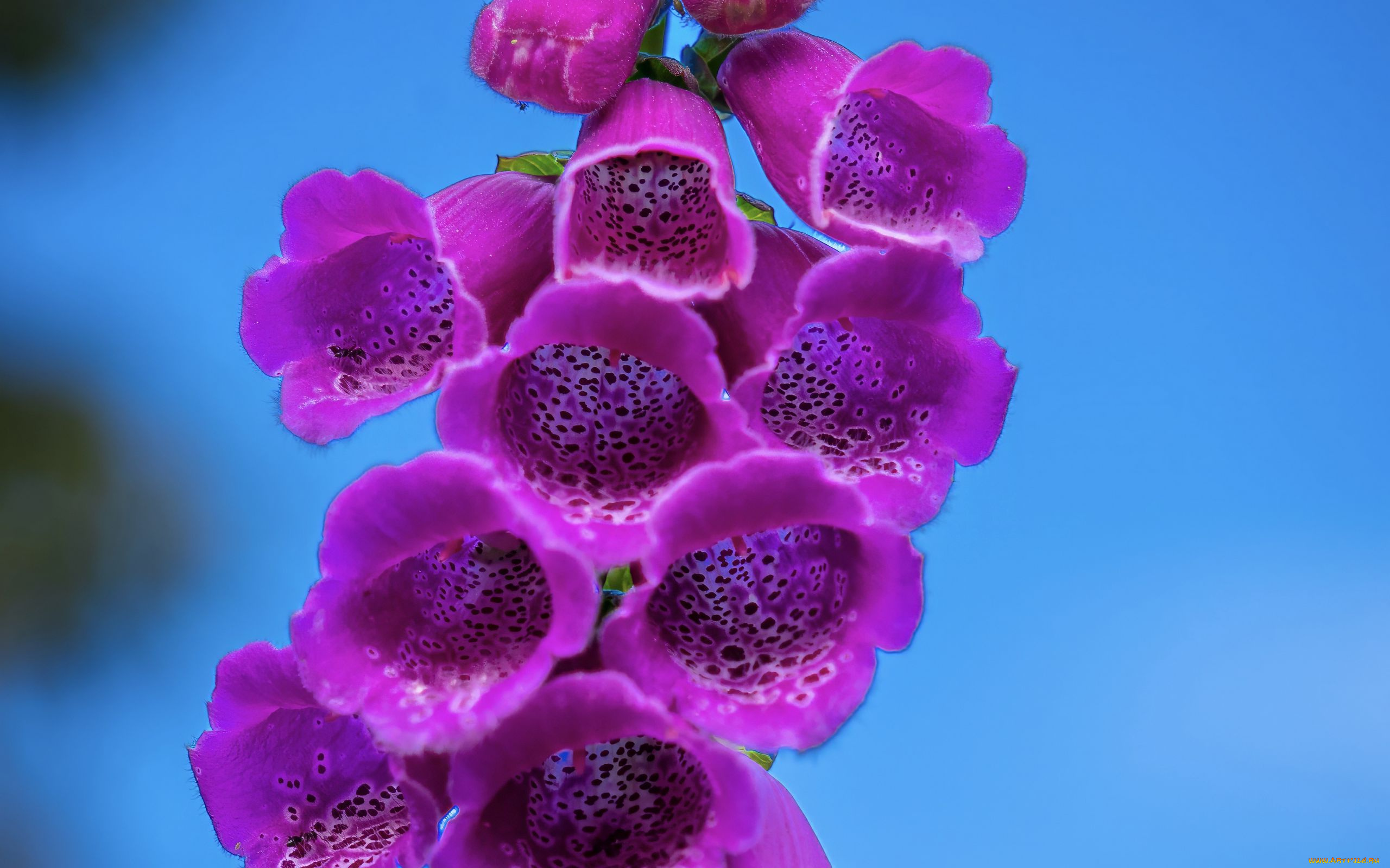 цветы, дигиталис, , наперстянка, лиловый, дигиталис, макро