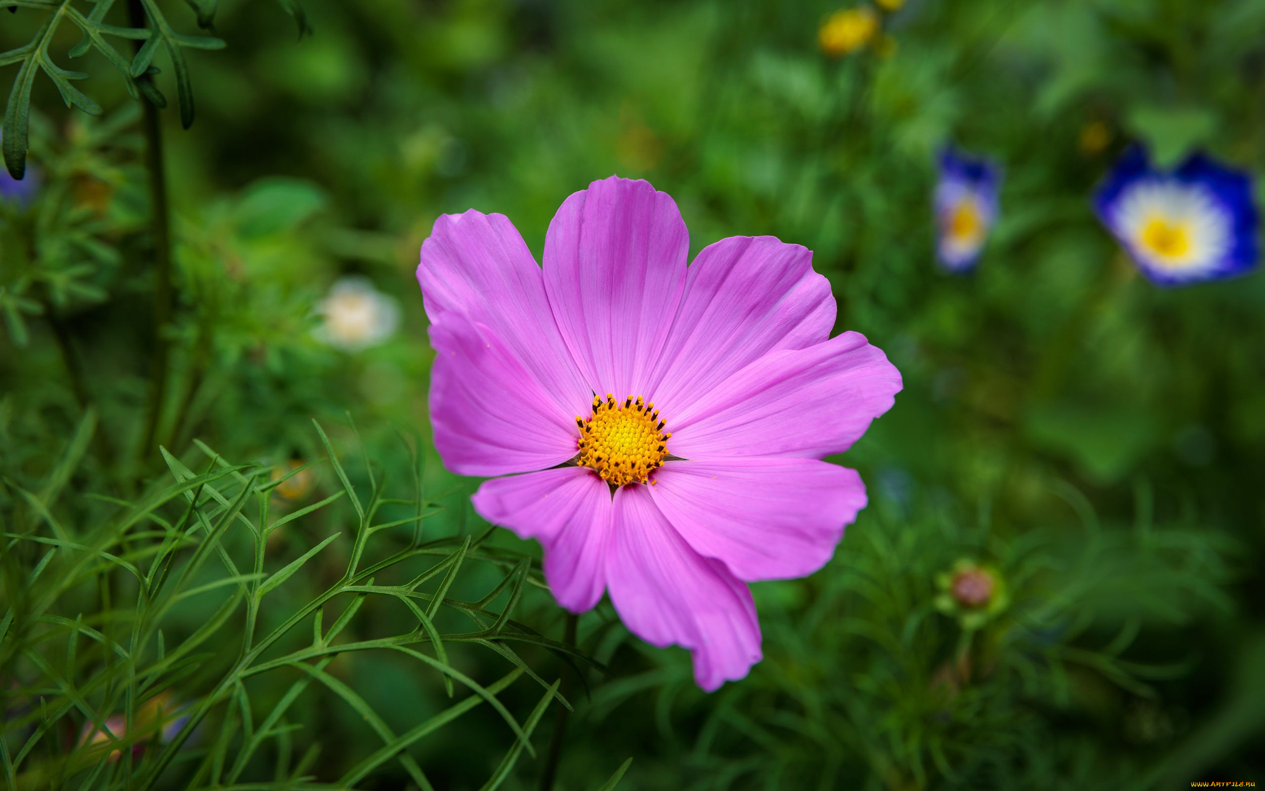 цветы, космея, розовая, макро