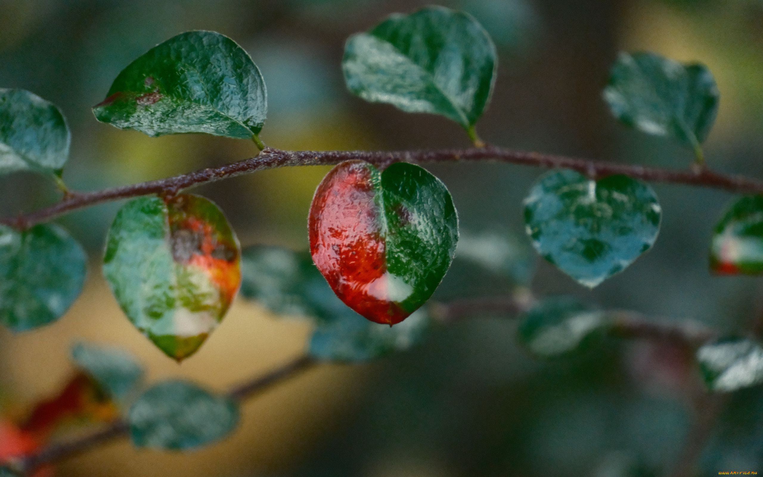 природа, листья, ветка, мокрые