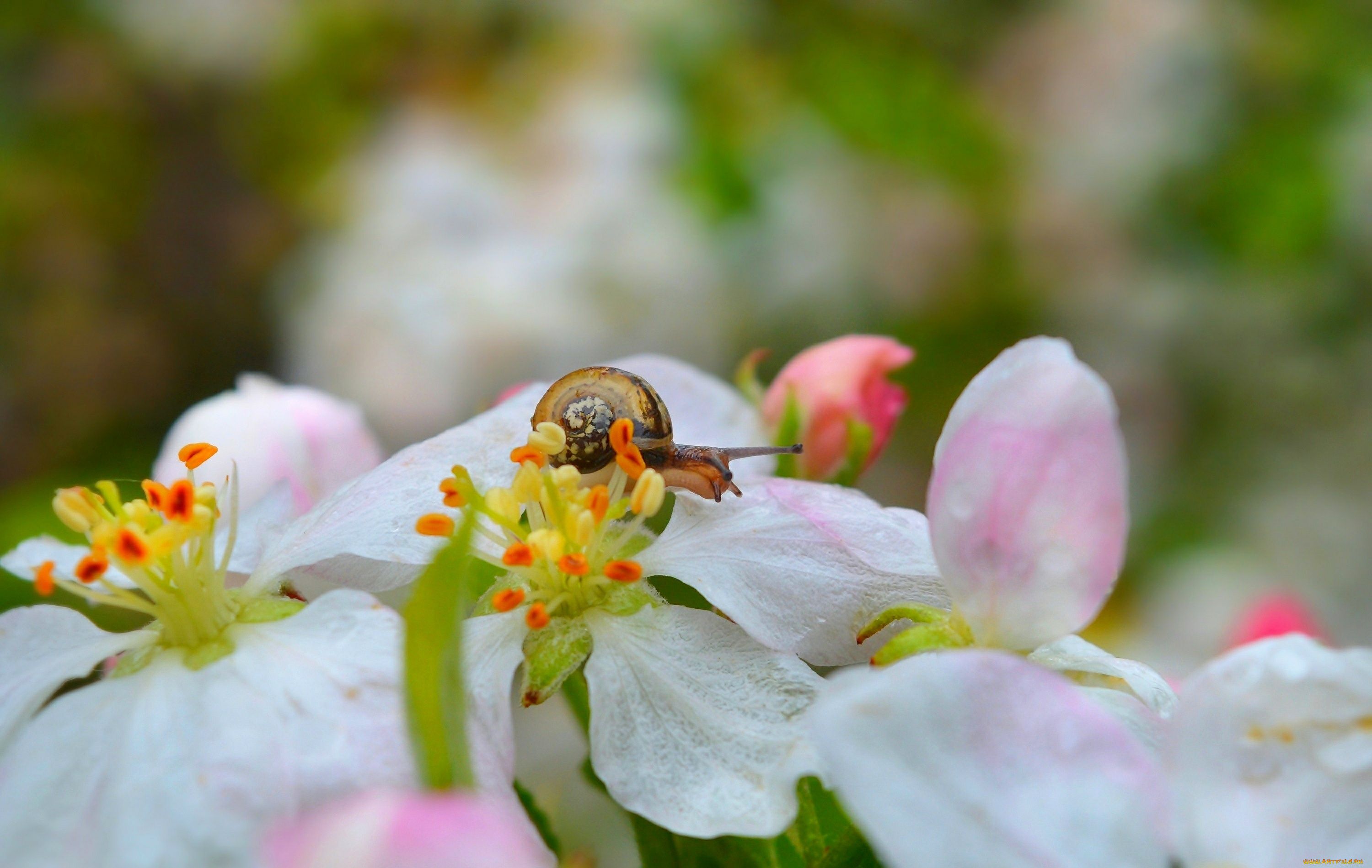 животные, улитки, улитка