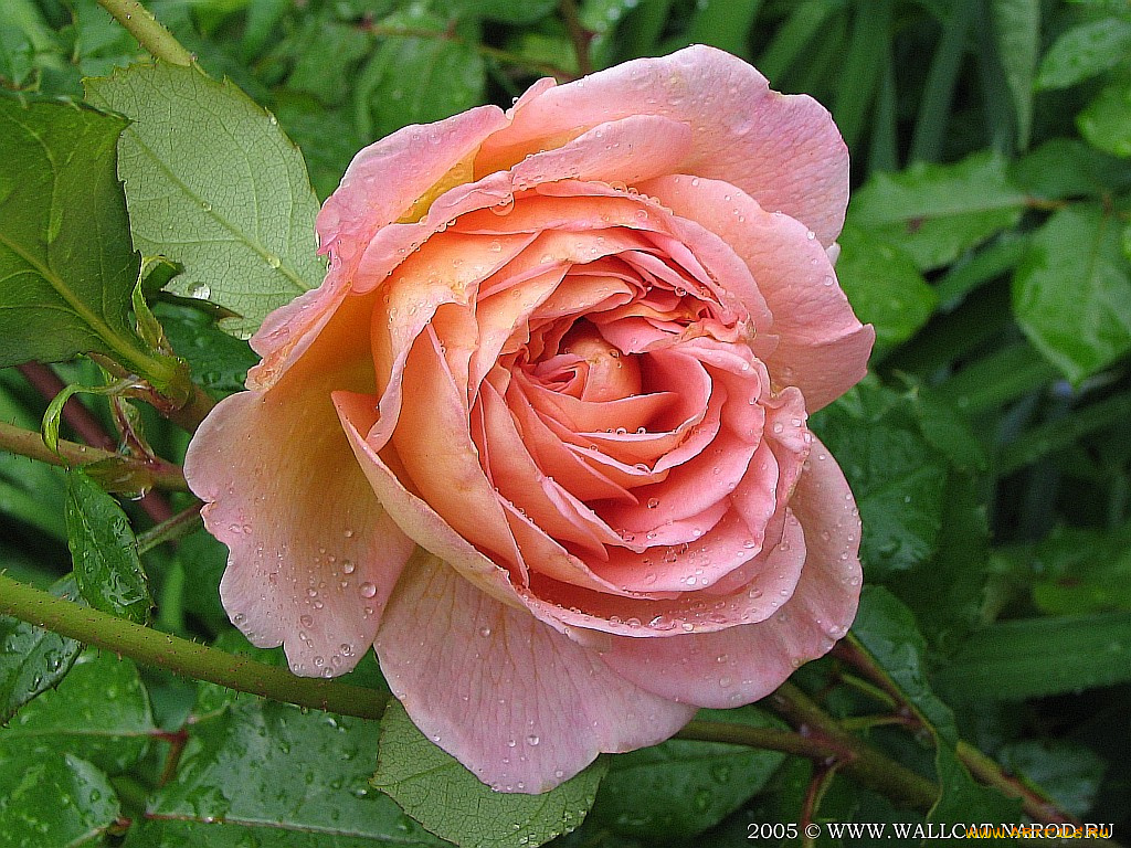 цветы, розы