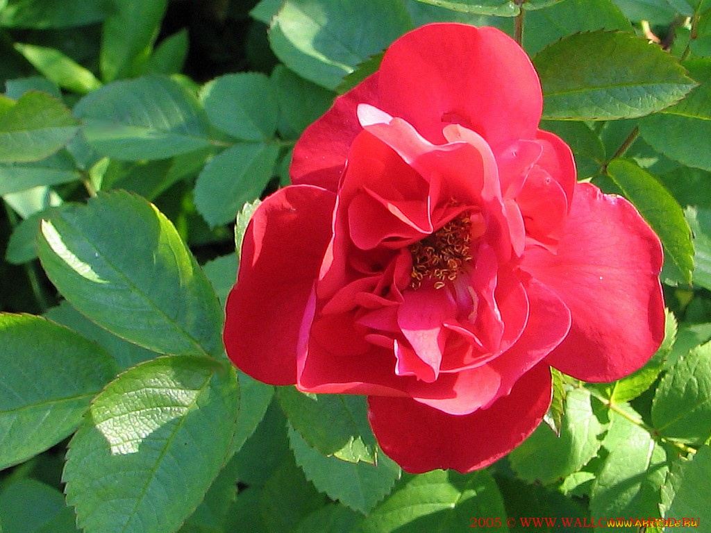 цветы, розы