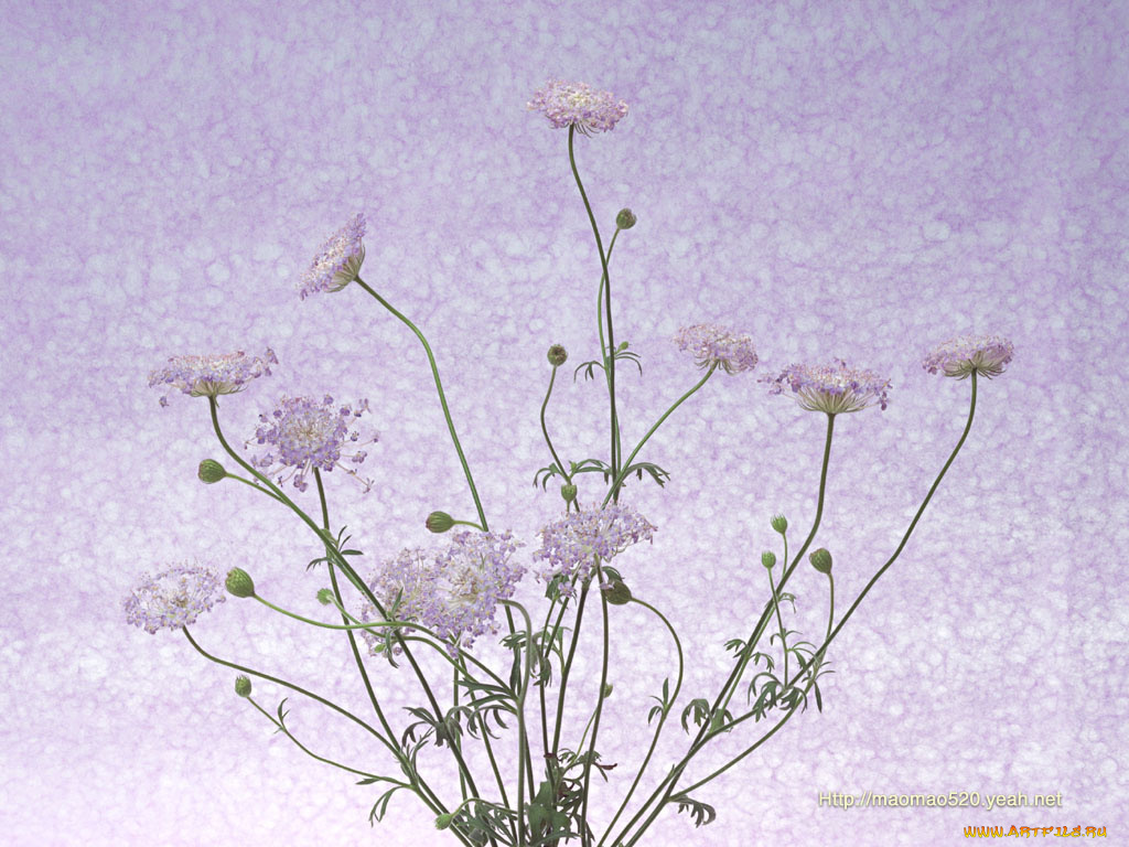 цветы, луговые, полевые