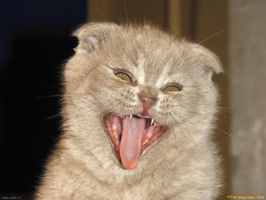 животные, коты