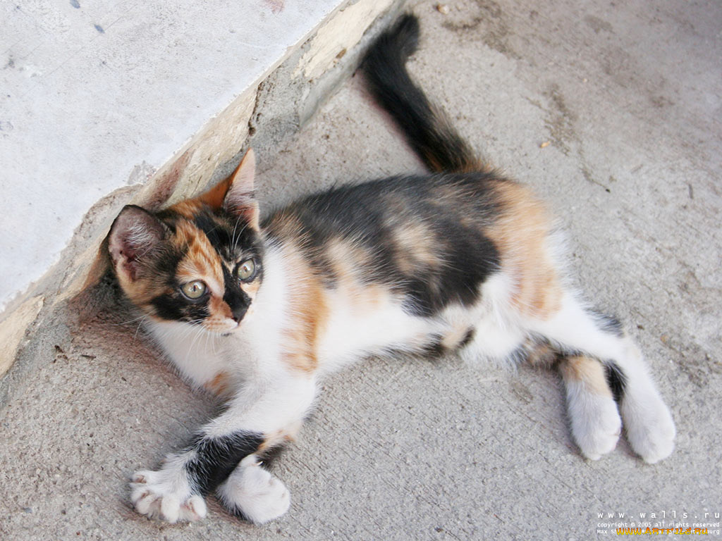 животные, коты