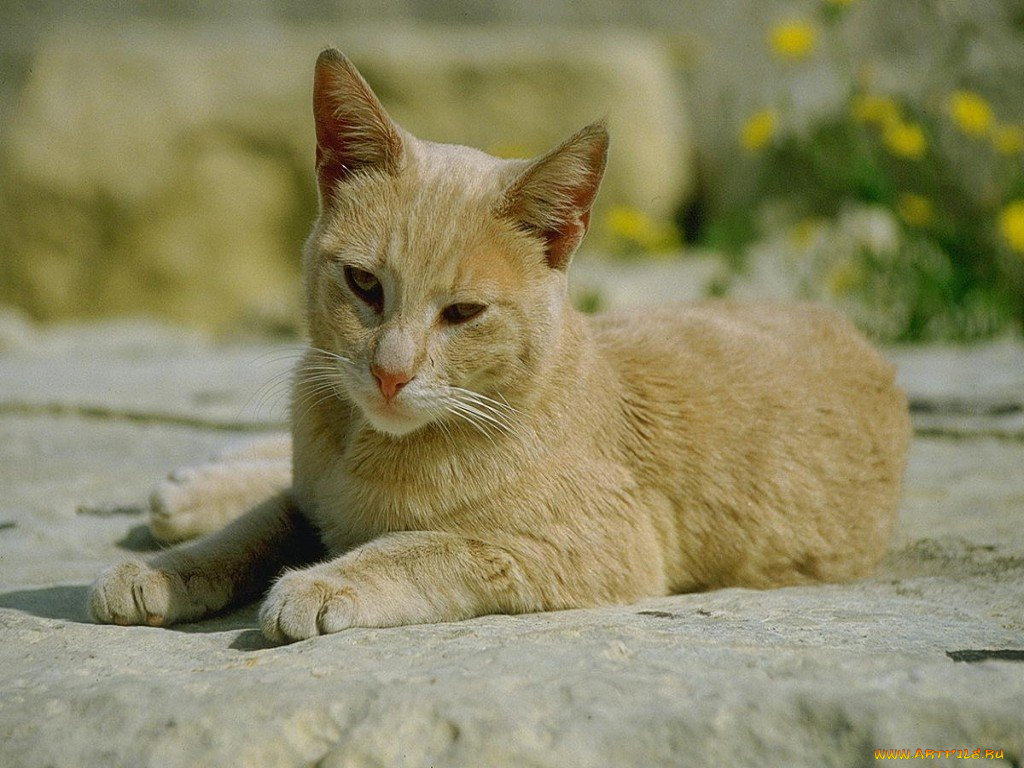 животные, коты