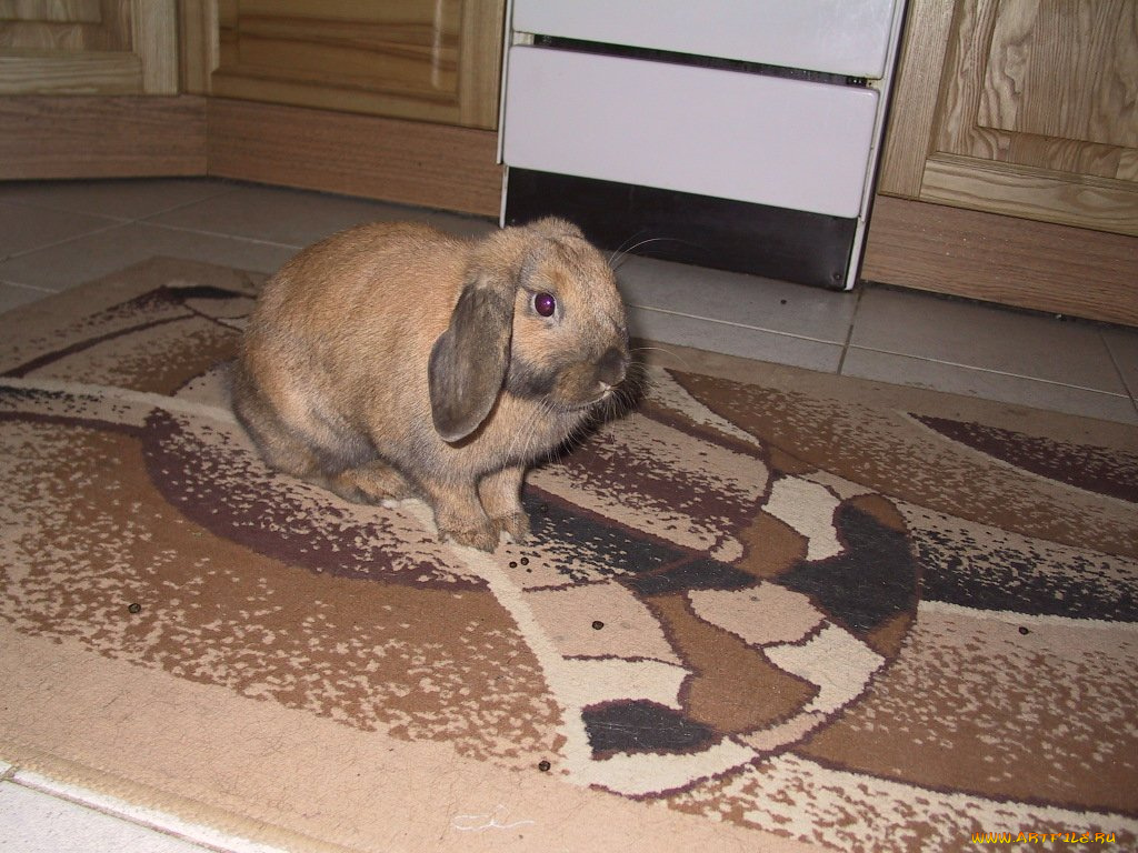 животные, кролики, зайцы