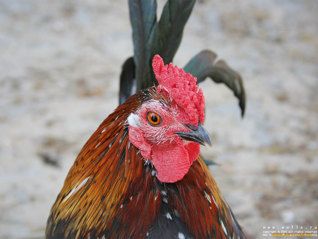 животные, куры, петухи