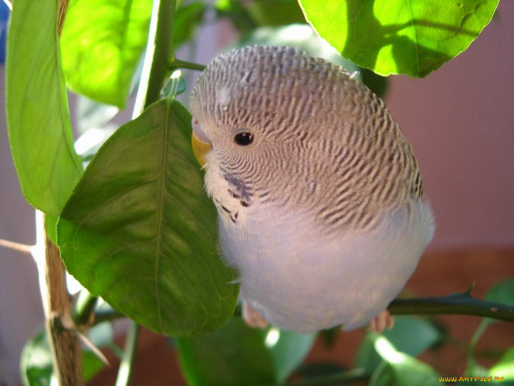 животные, попугаи